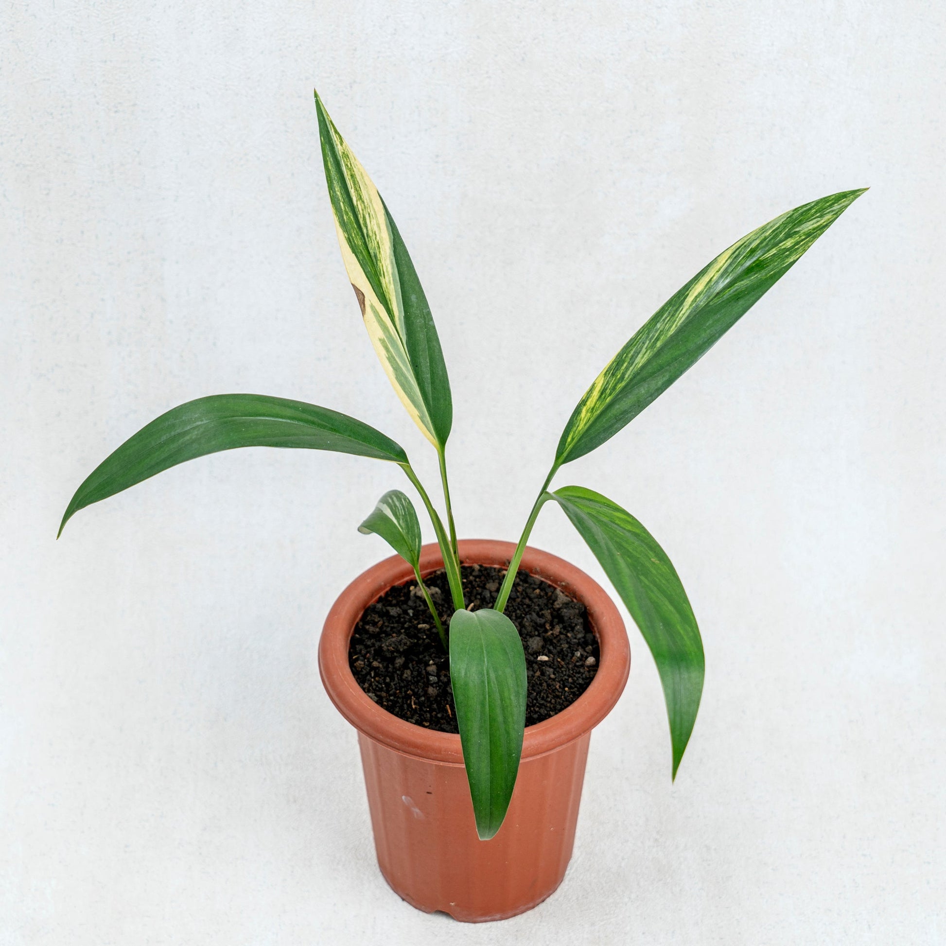 Epipremnum Amplissimum Aurea Variegated - Indonesian Rare Plants