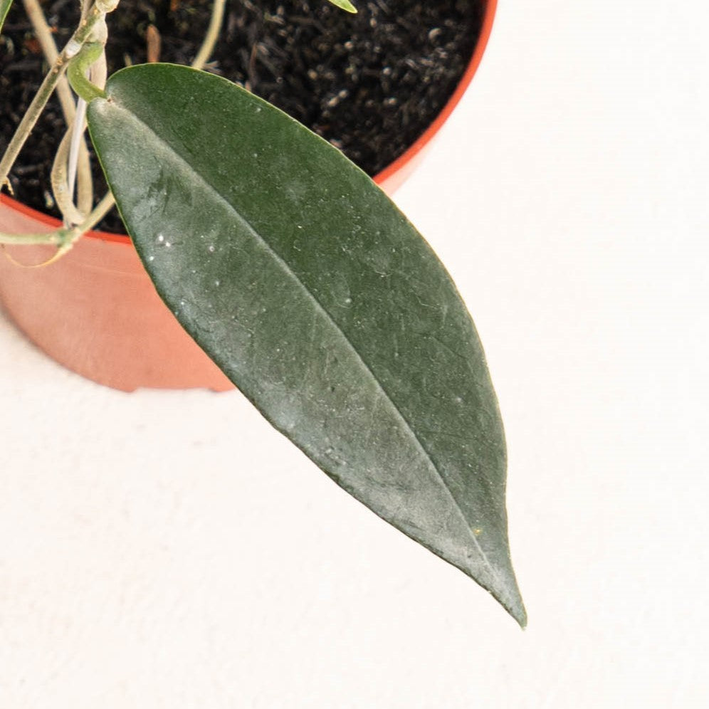 Hoya Archboldiana