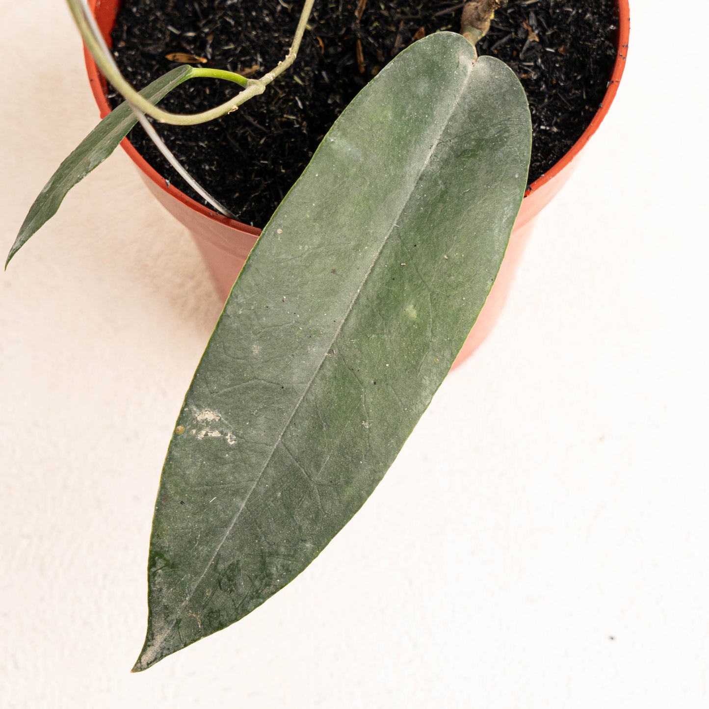 Hoya Archboldiana