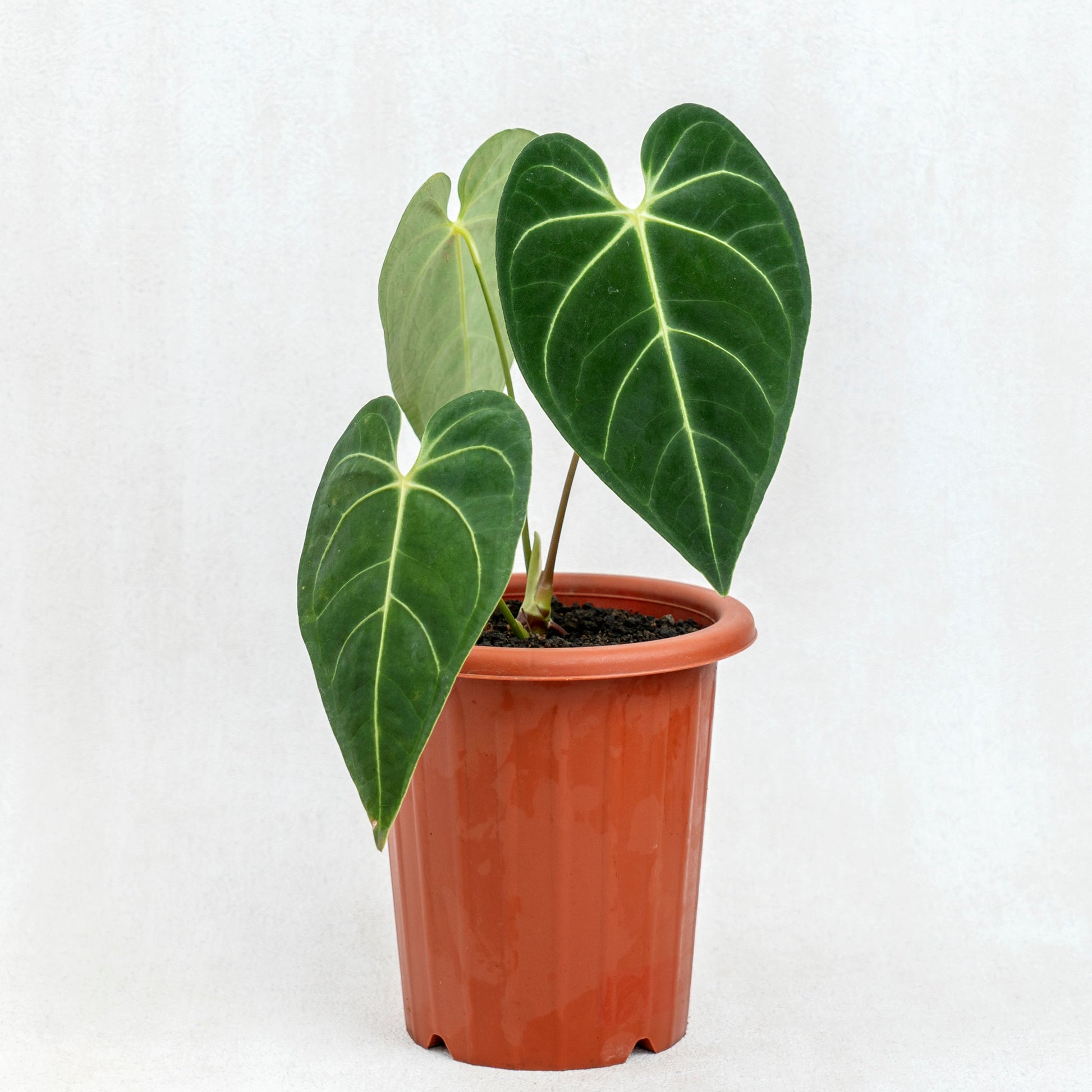 Anthurium Regale Hybrid - Indonesian Rare Plants
