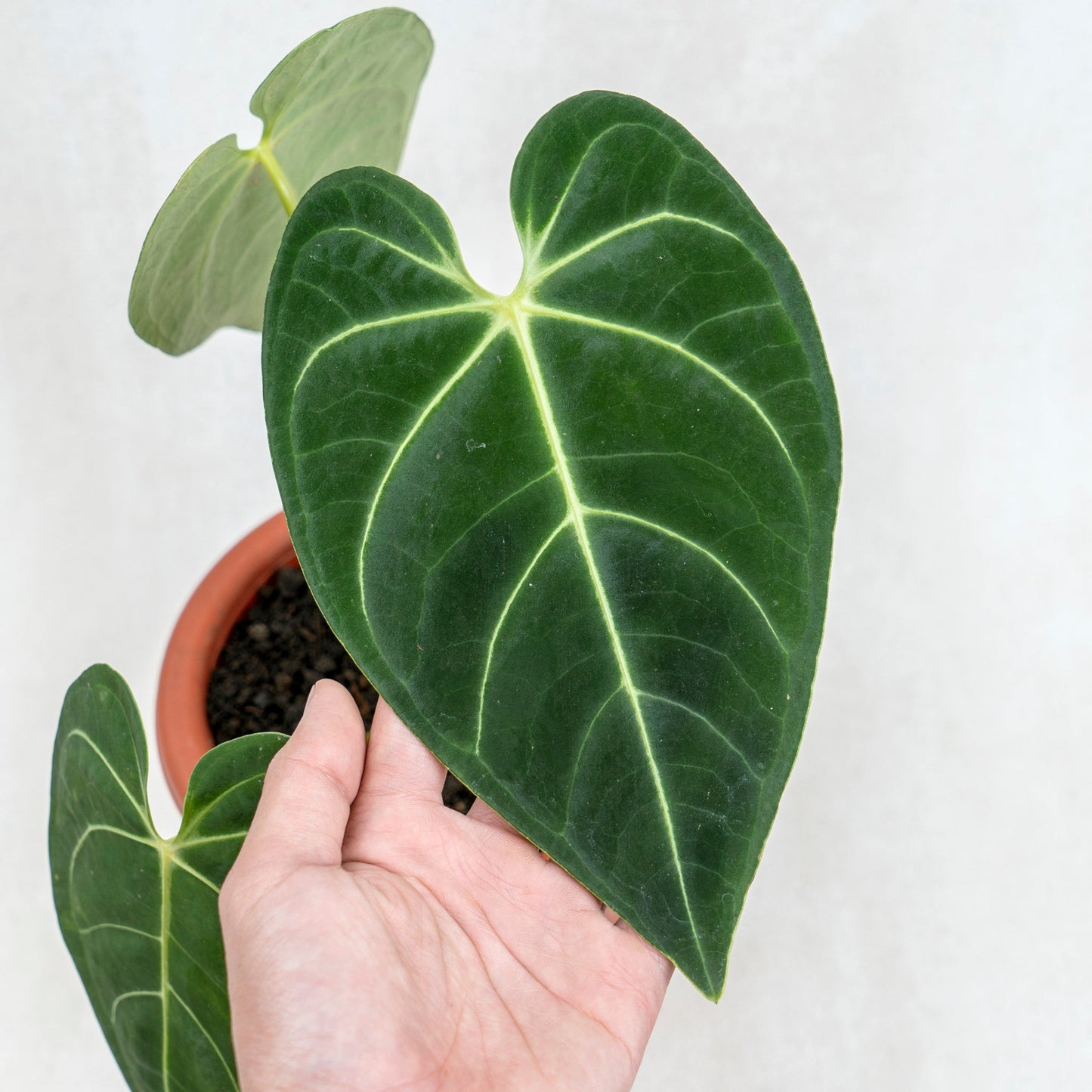 Anthurium Regale Hybrid