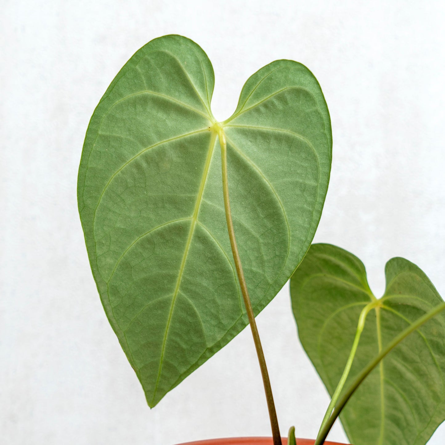 Anthurium Regale Hybrid