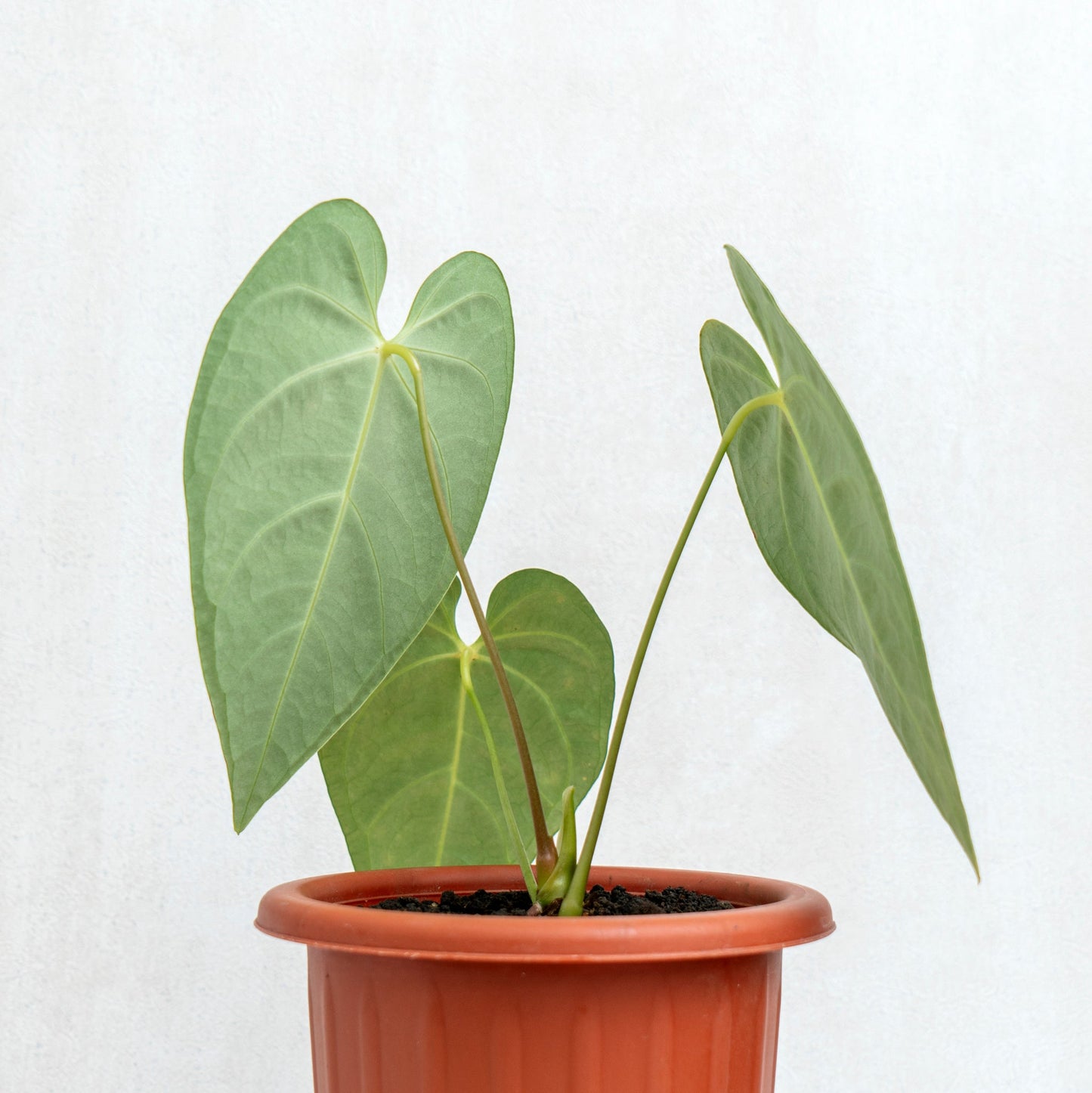 Anthurium Regale Hybrid