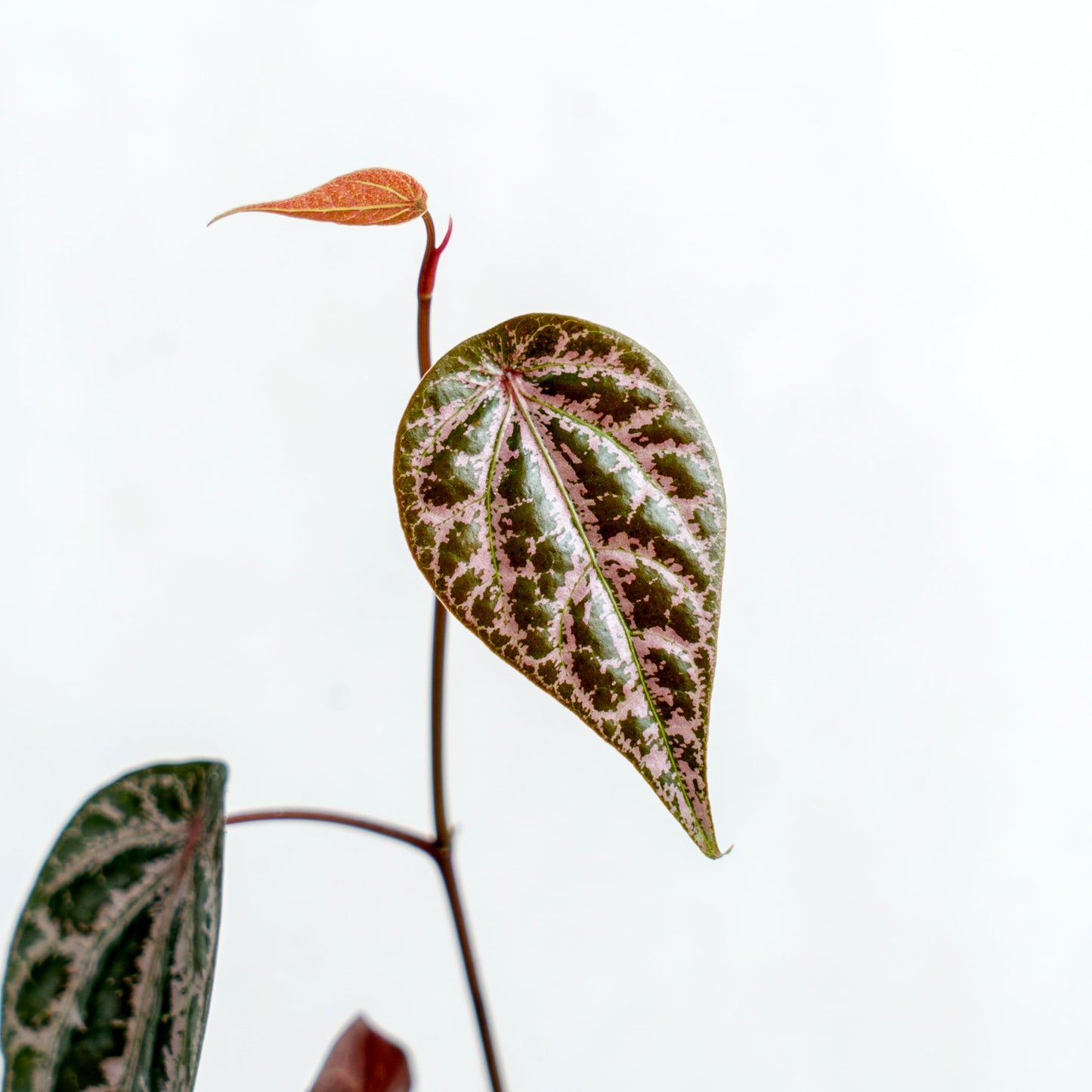 Piper Crocatum