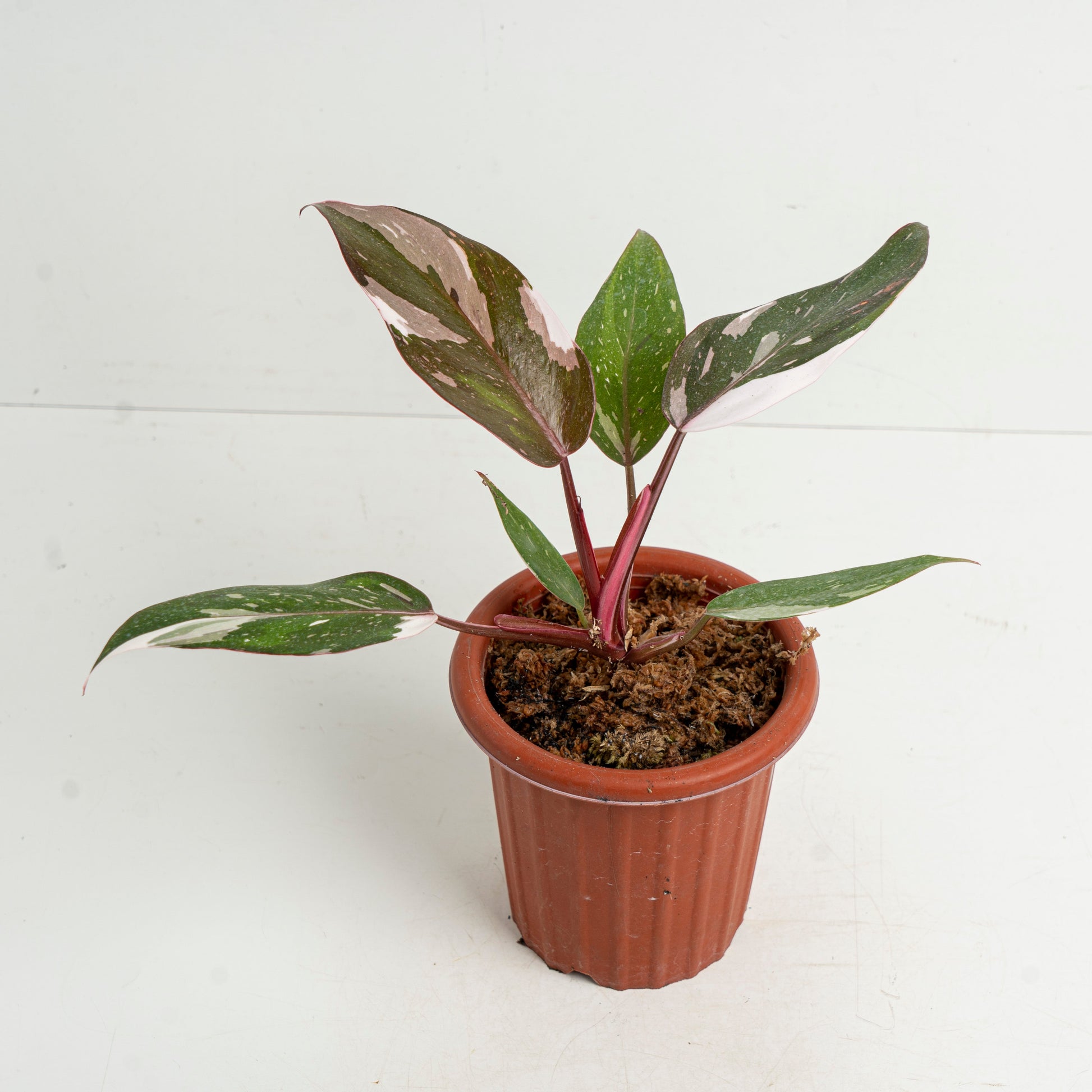 Philodendron Red Anderson - Indonesian Rare Plants