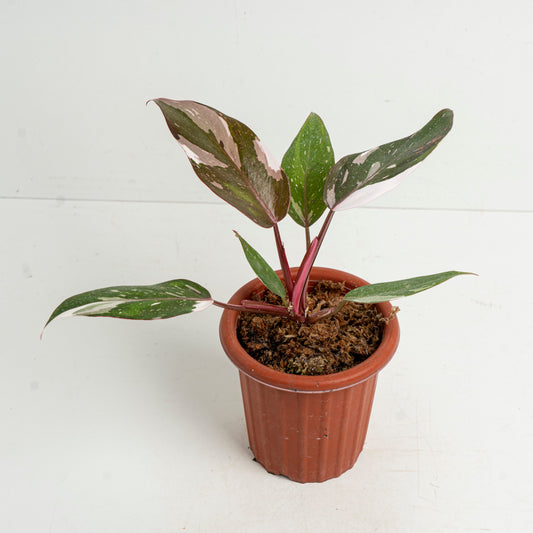 Philodendron Red Anderson - Indonesian Rare Plants