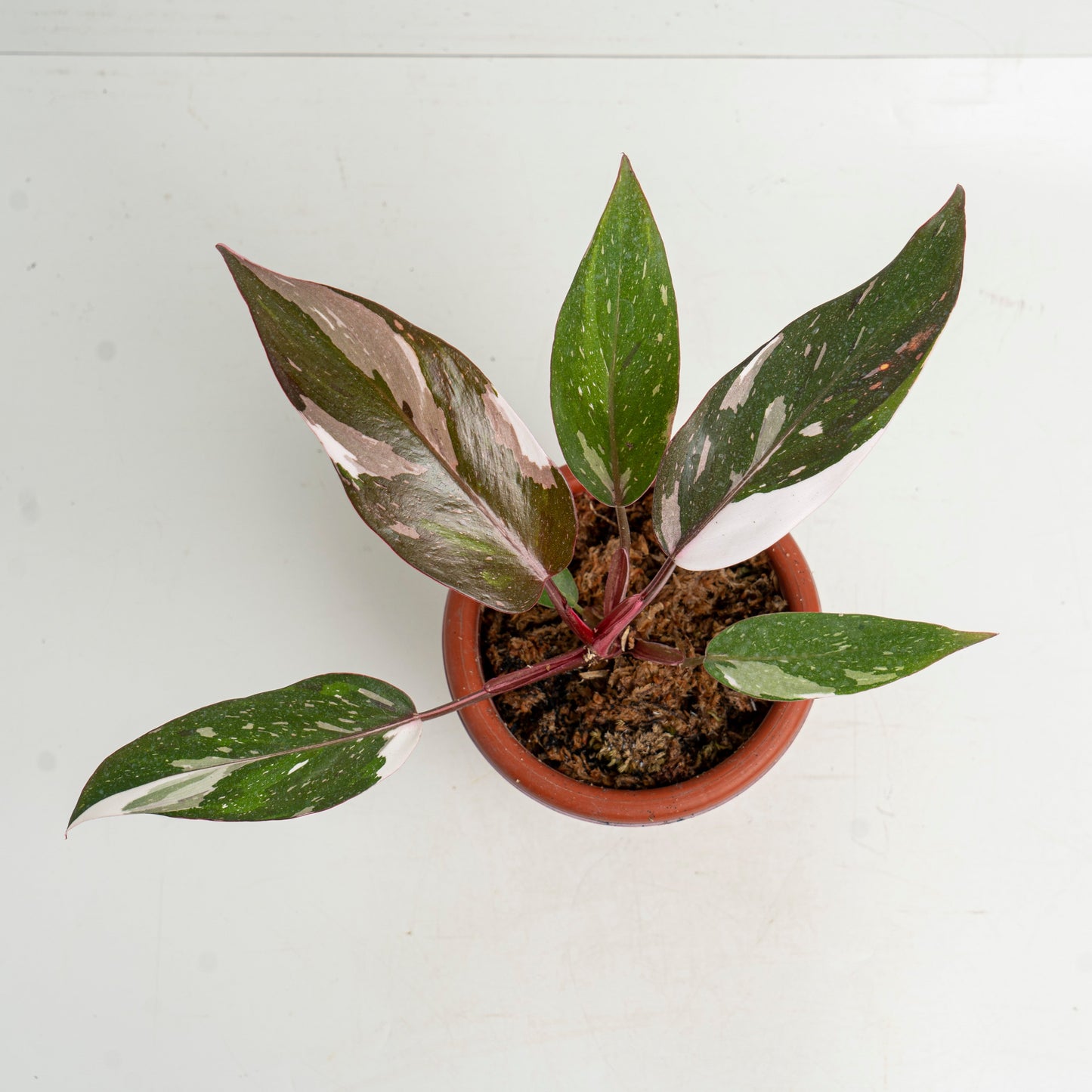 Philodendron Red Anderson