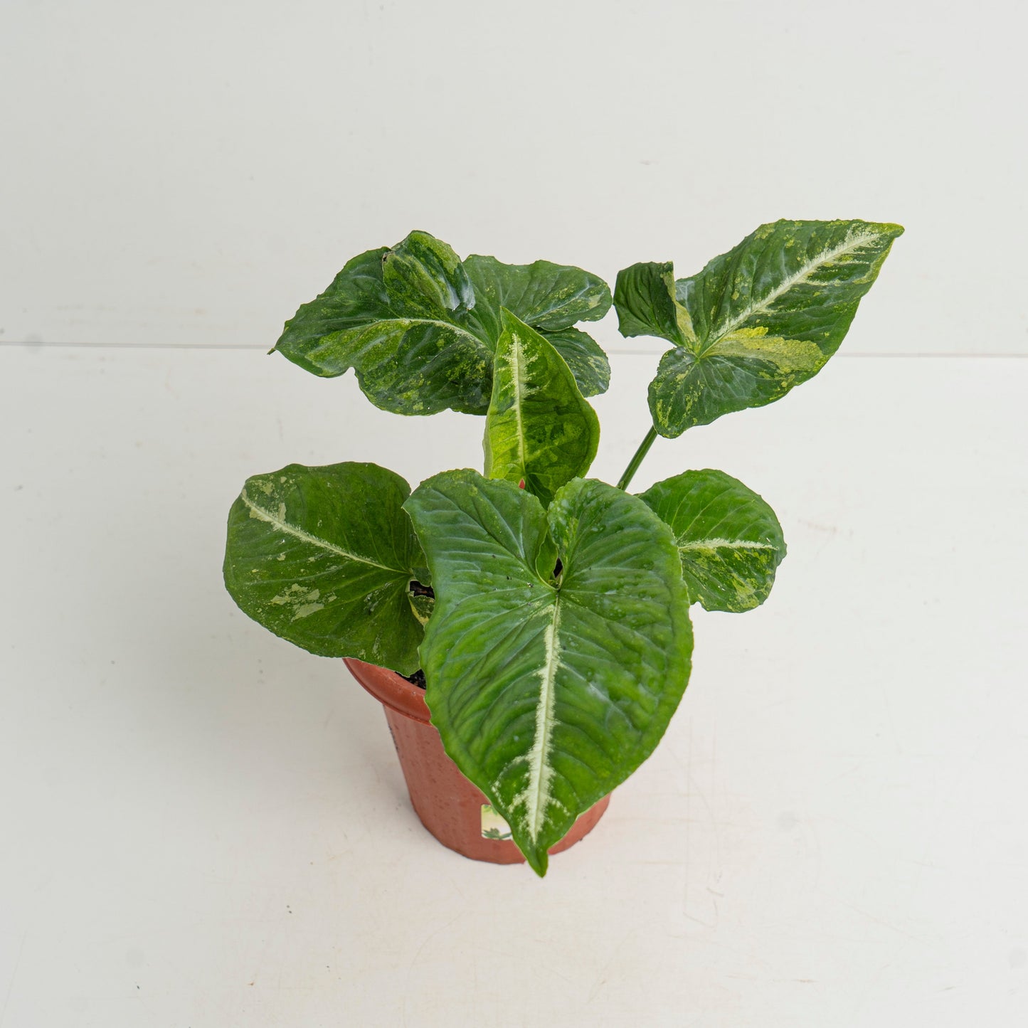 Syngonium Scrambled Eggs - Indonesian Rare Plants