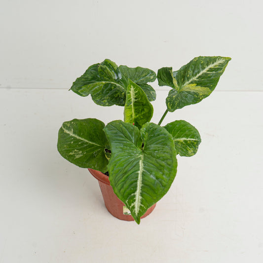 Syngonium Scrambled Eggs - Indonesian Rare Plants