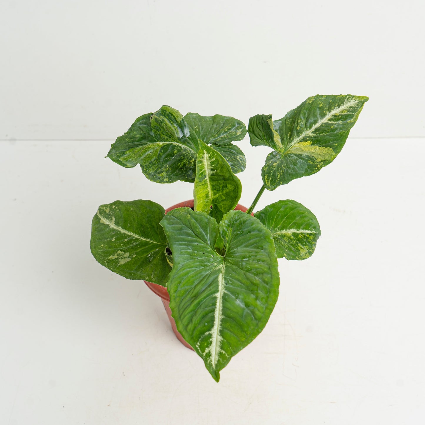 Syngonium Scrambled Eggs