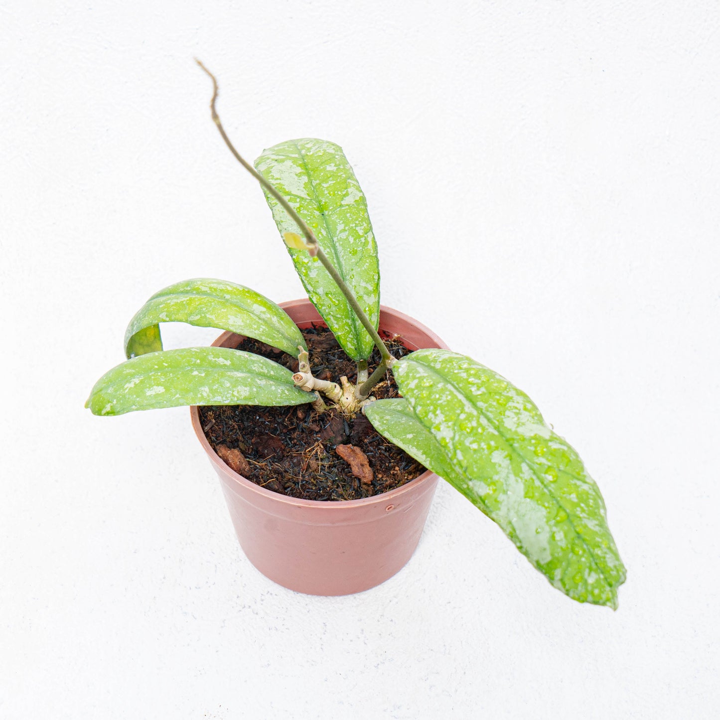 Hoya Aztec Gems - Indonesian Rare Plants