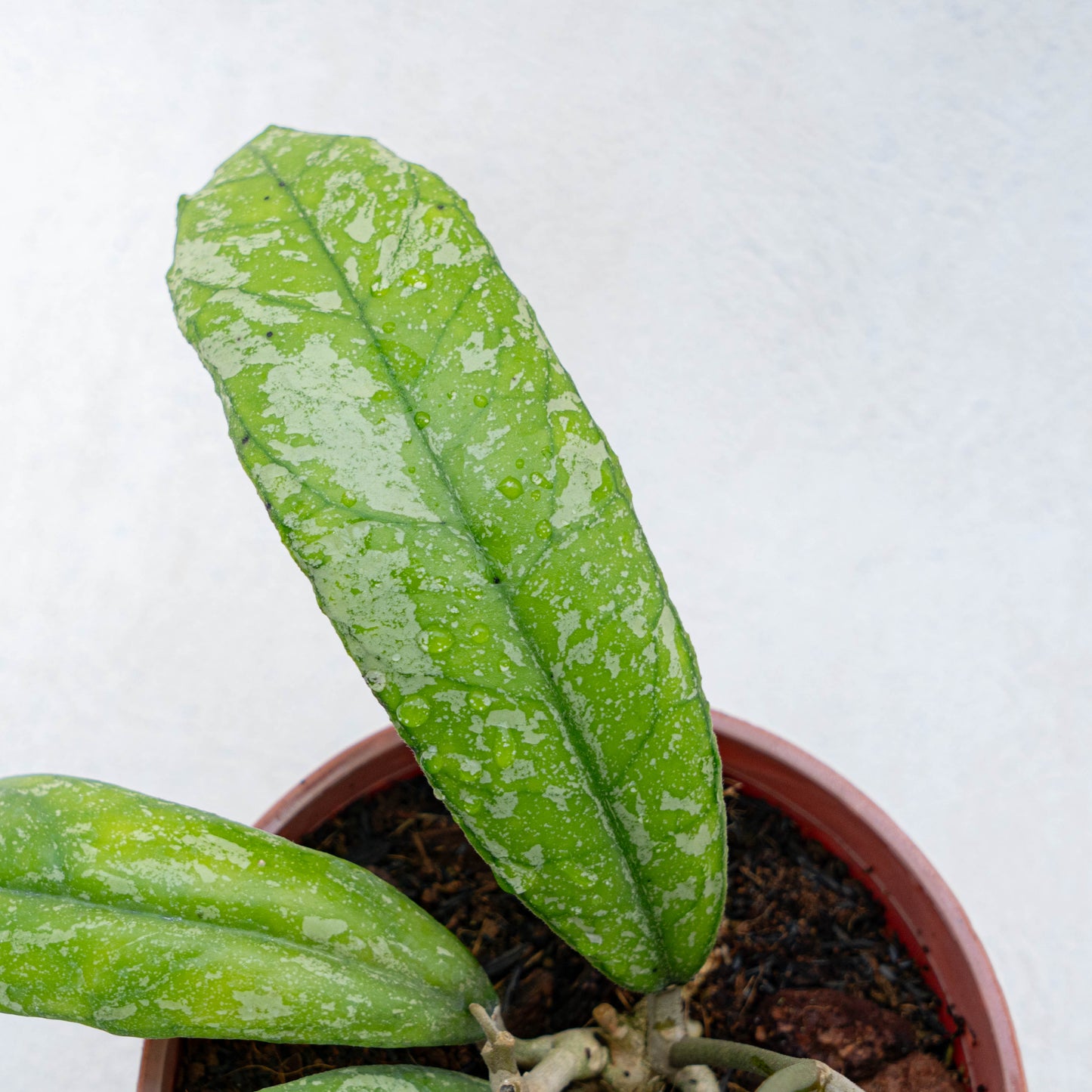 Hoya Aztec Gems