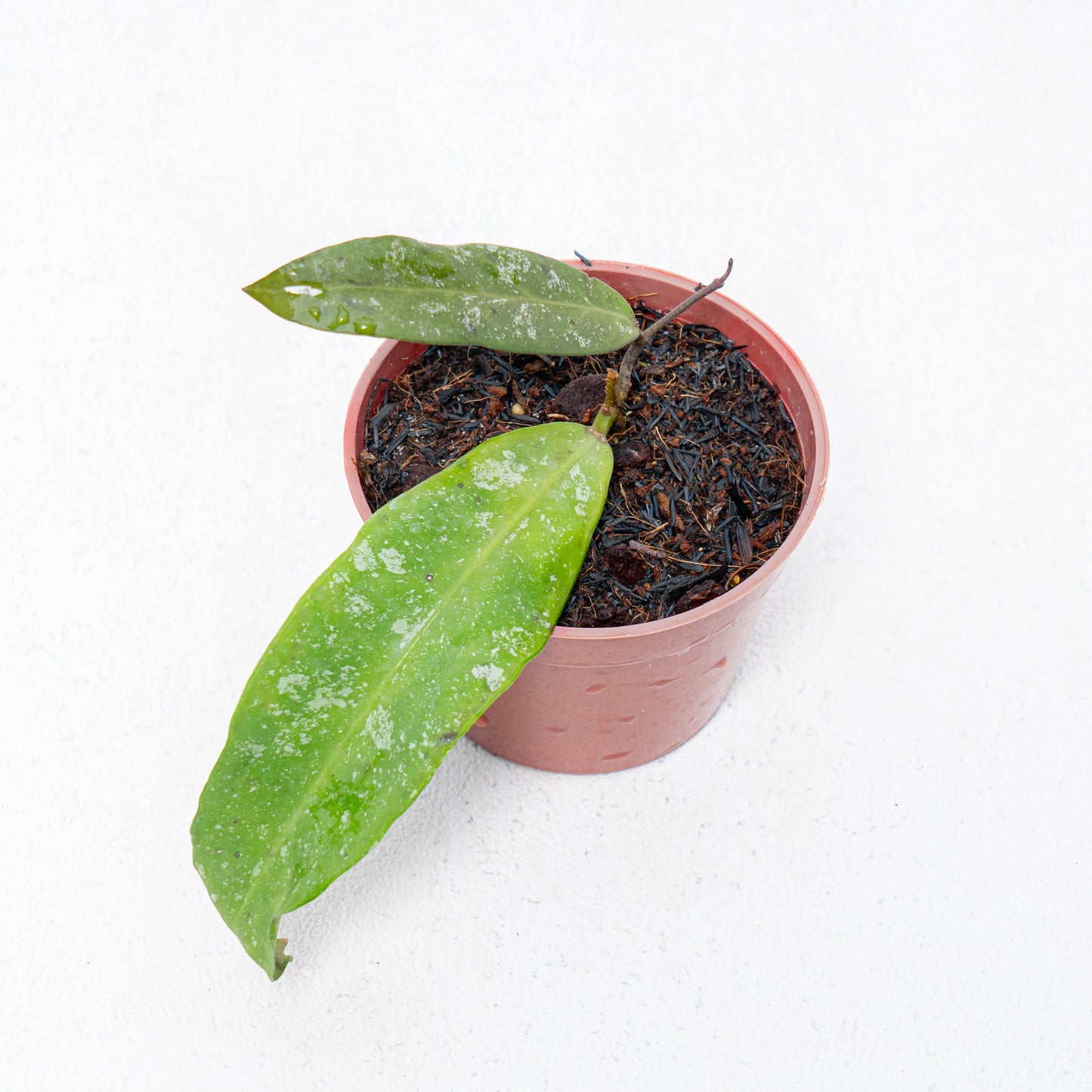 Hoya Scortechinii Splash - Indonesian Rare Plants