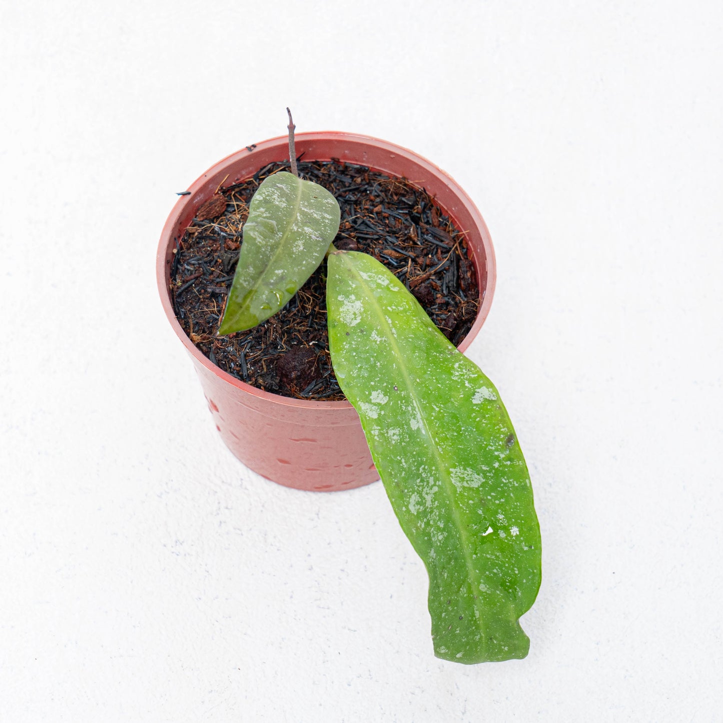 Hoya Scortechinii Splash