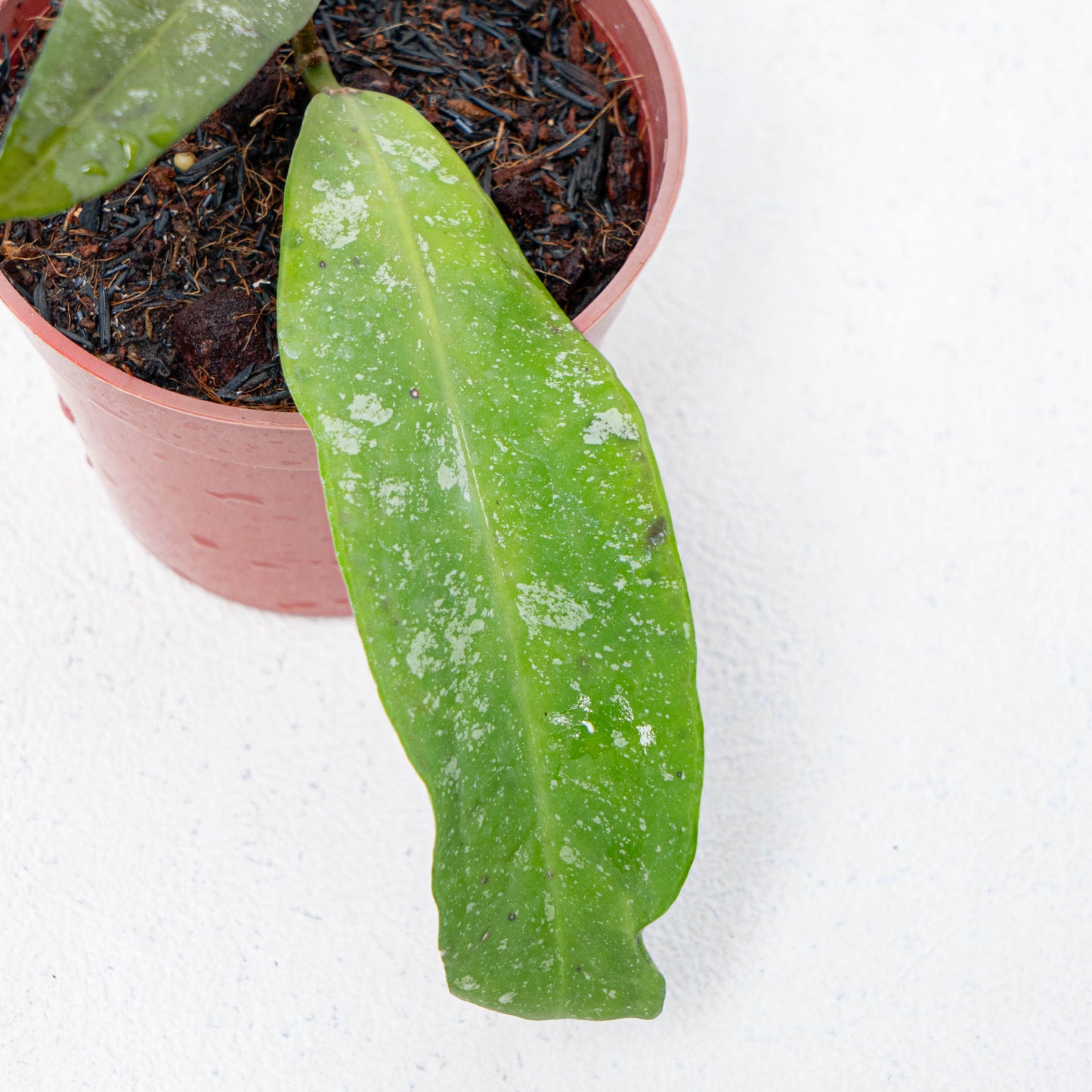 Hoya Scortechinii Splash