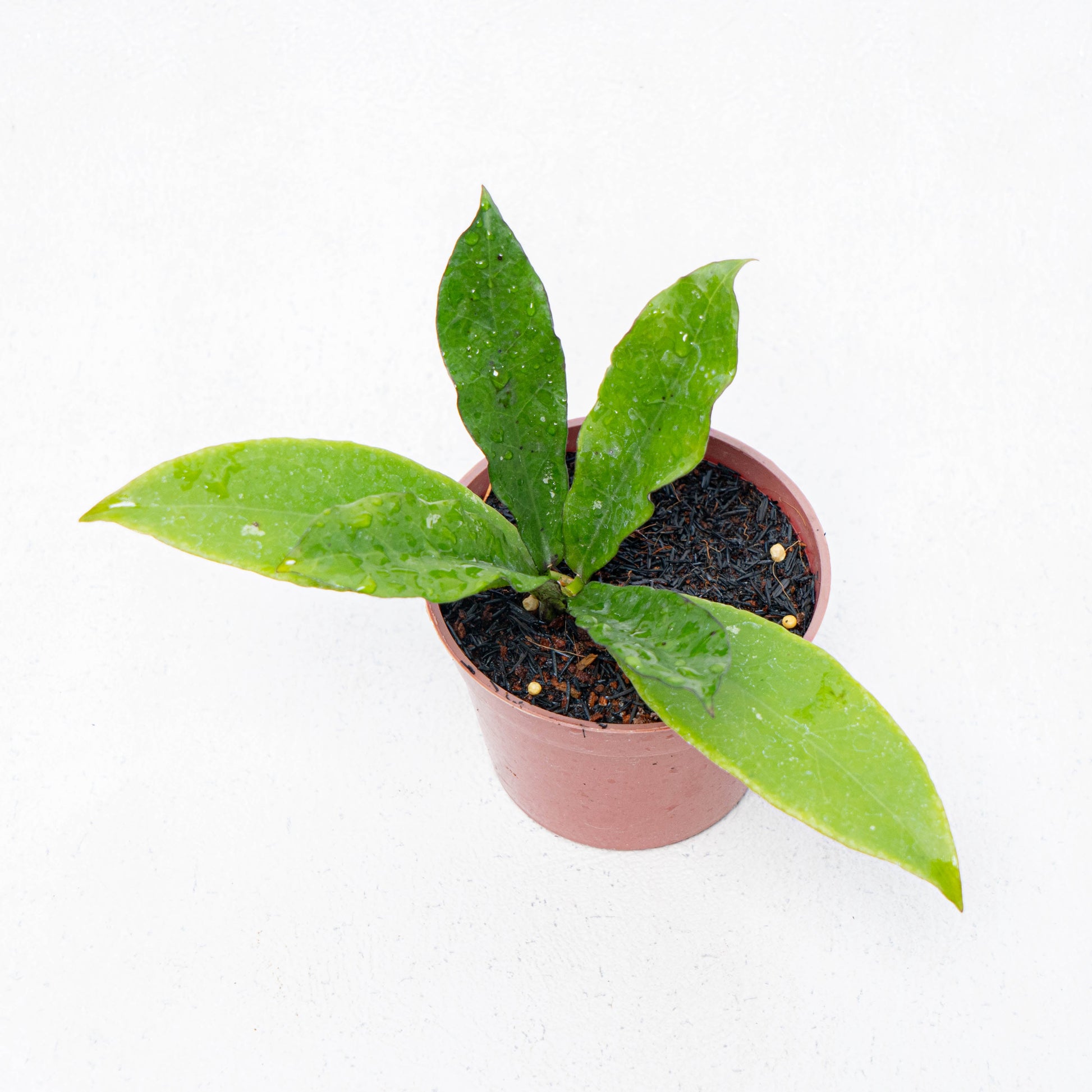 Hoya SLM-01 Buntokensis - Indonesian Rare Plants