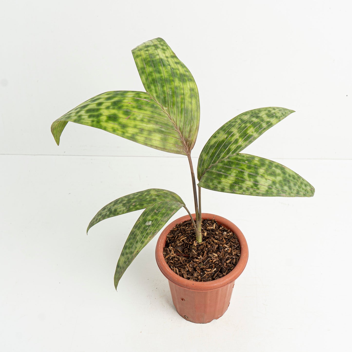 Palm Pinanga Disticha - Indonesian Rare Plants