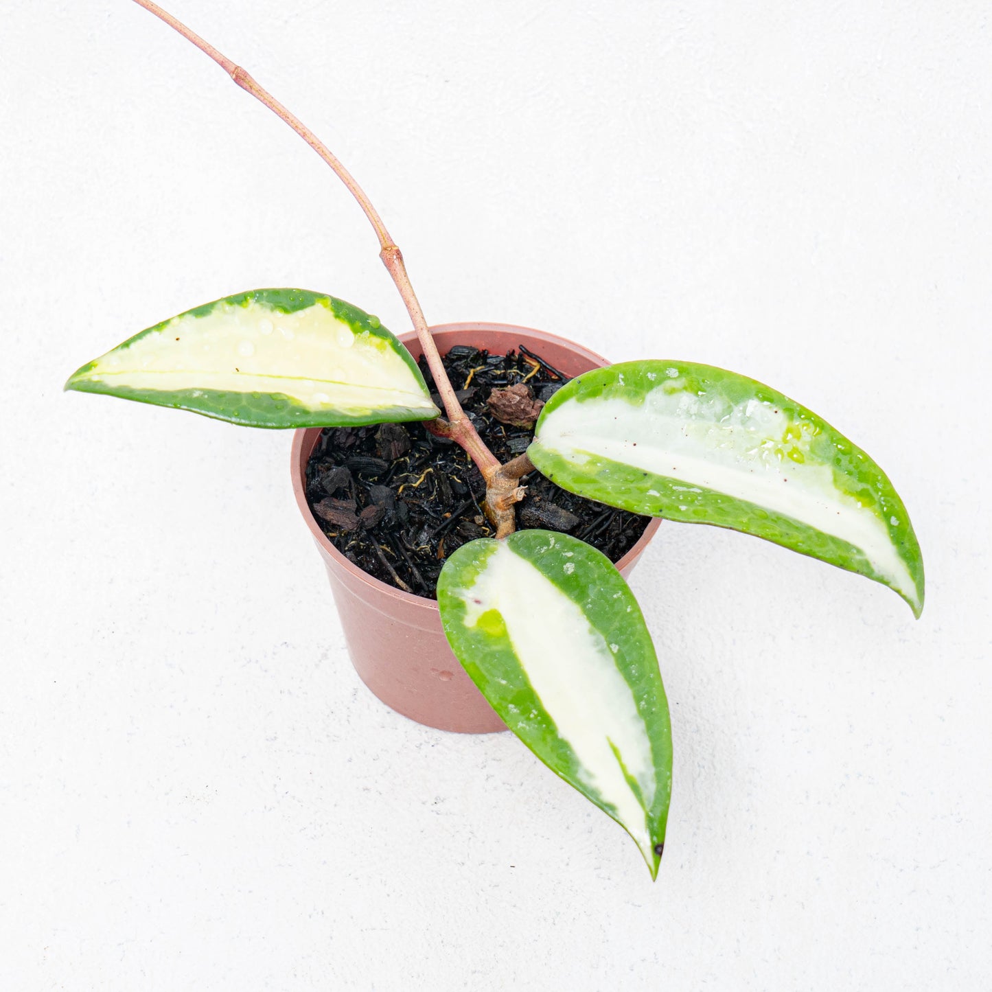 Hoya Latifolia Quinsy - Indonesian Rare Plants