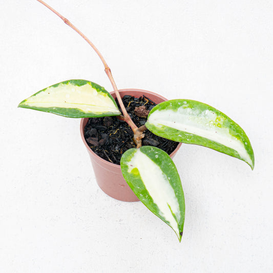 Hoya Latifolia Quinsy - Indonesian Rare Plants