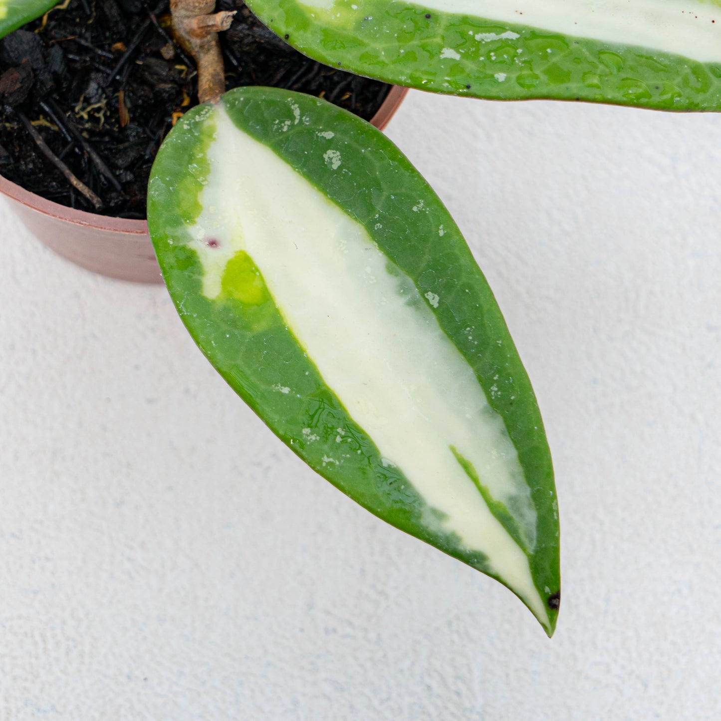 Hoya Latifolia Quinsy