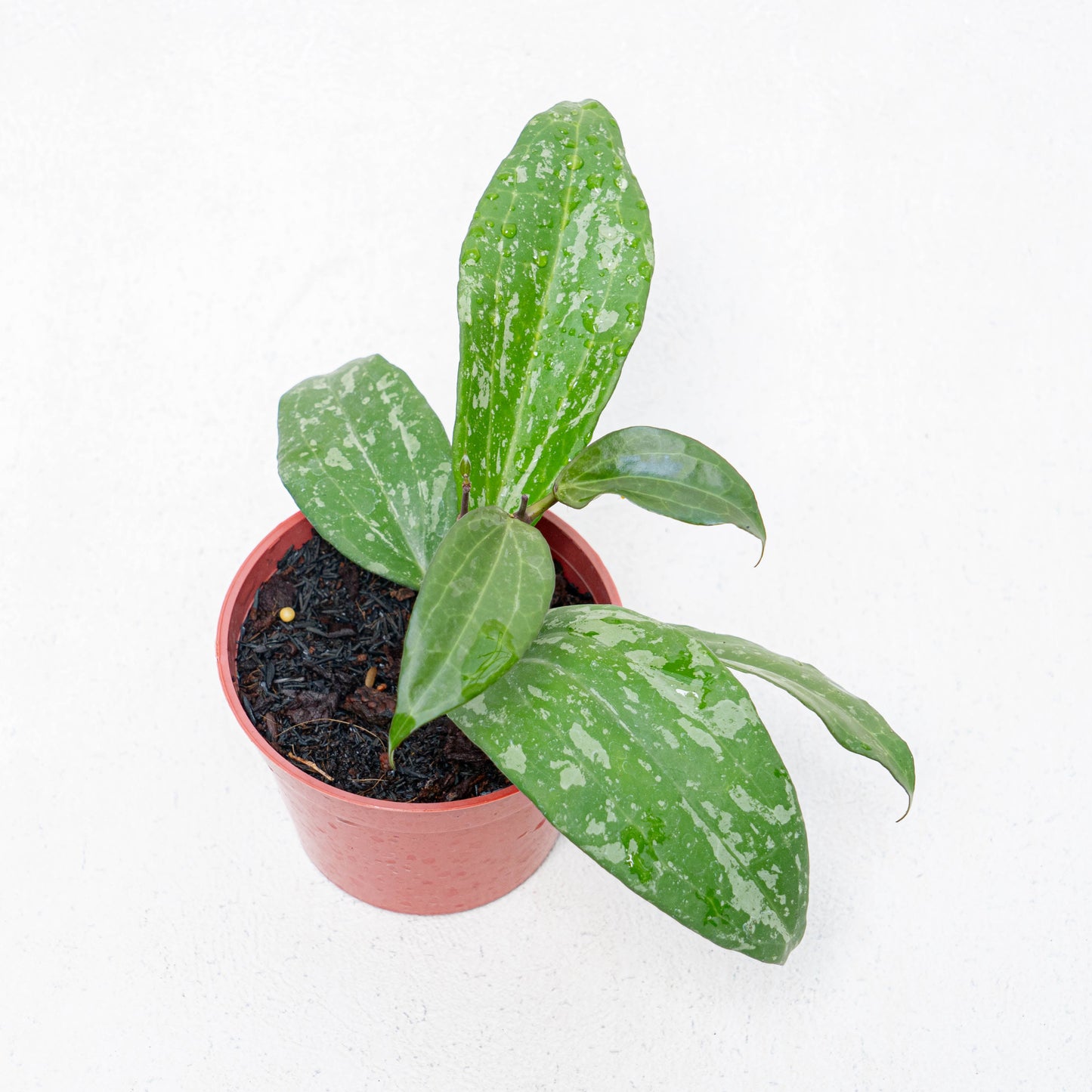 Hoya Latifolia High Splash - Indonesian Rare Plants