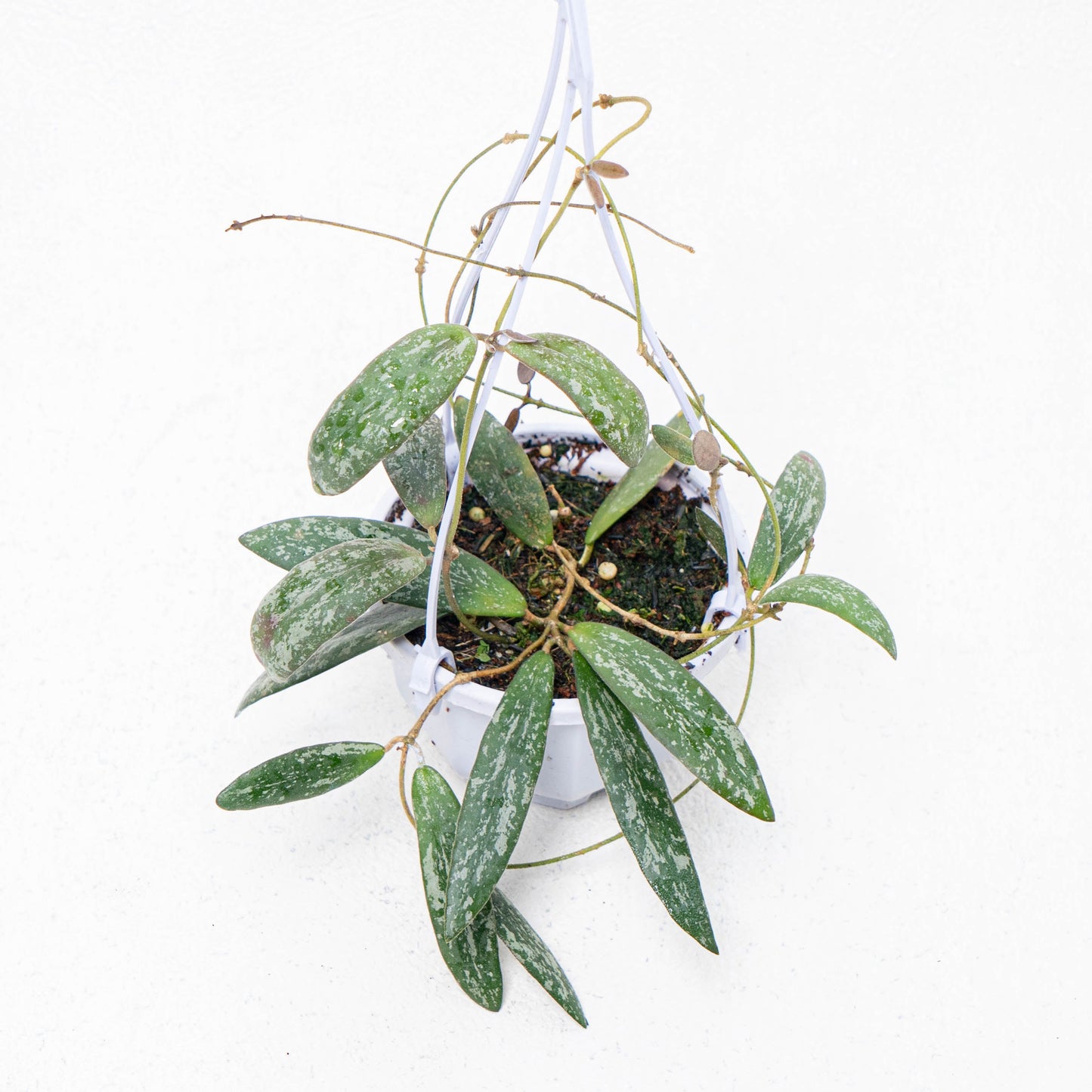 Hoya Sigillatis Splash Borneo Kalsel - Indonesian Rare Plants