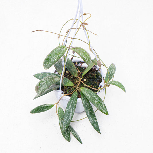 Hoya Sigillatis Splash Borneo Kalsel - Indonesian Rare Plants