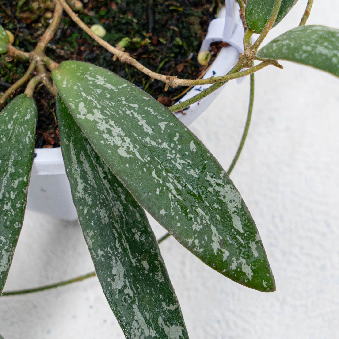 Hoya Sigillatis Splash Borneo Kalsel