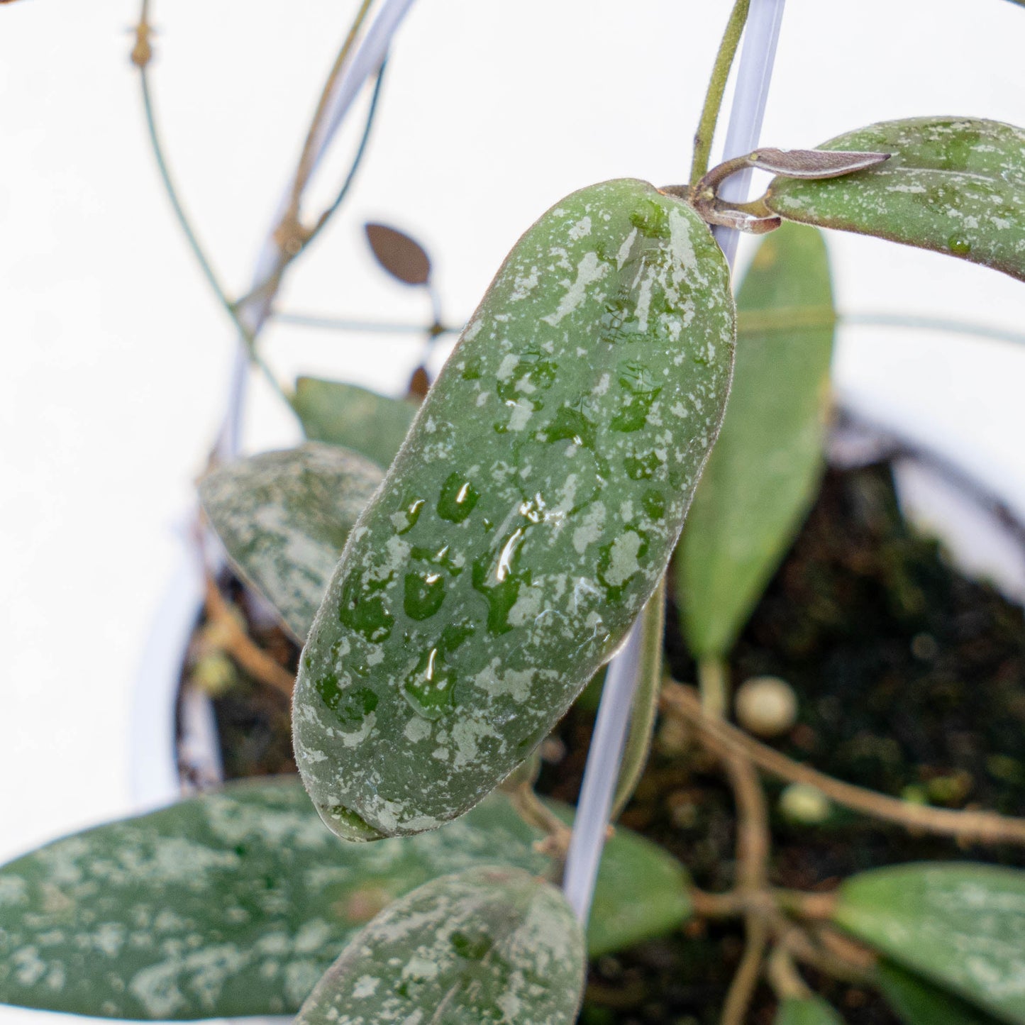 Hoya Sigillatis Splash Borneo Kalsel