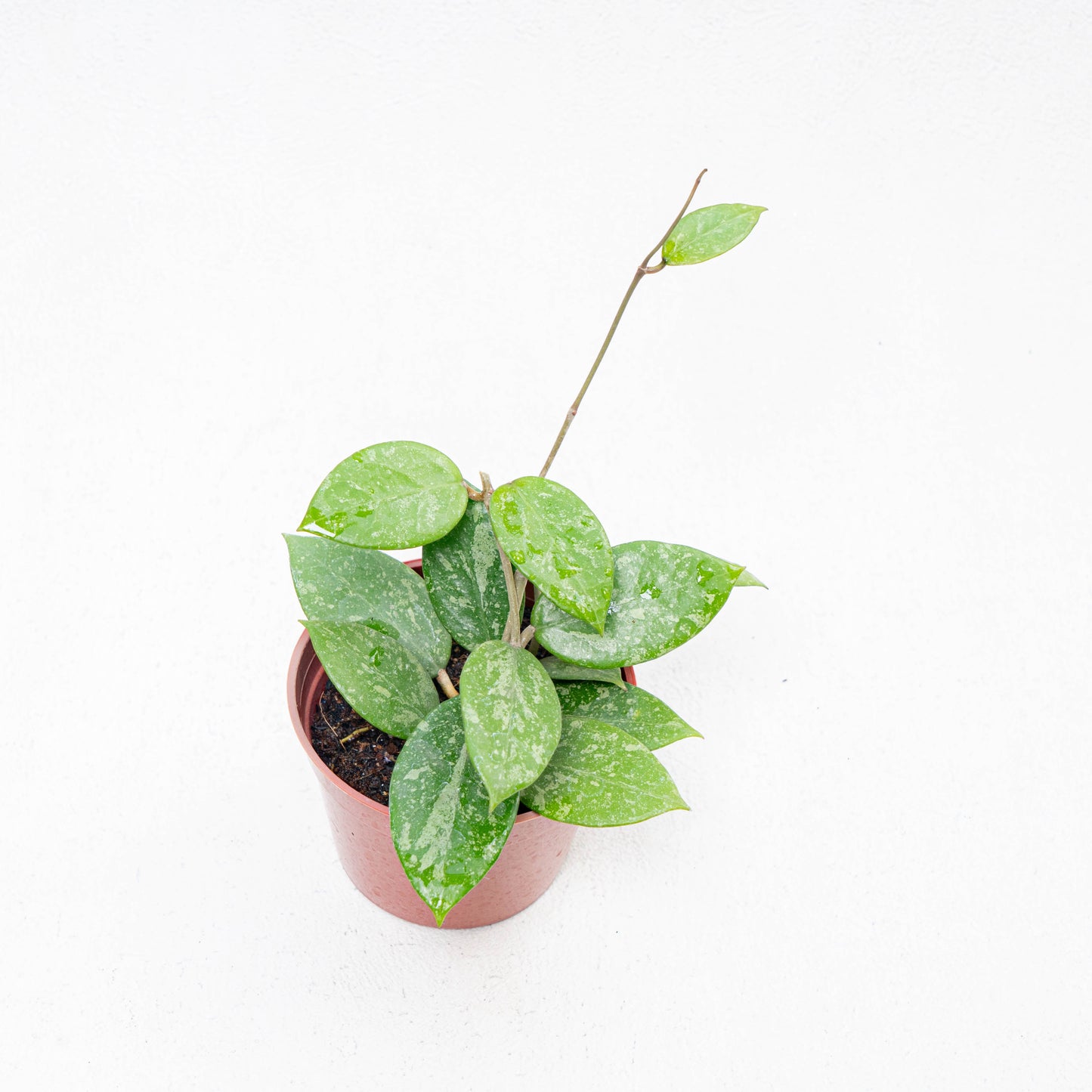 Hoya Verticilata Pacitan Splash - Indonesian Rare Plants