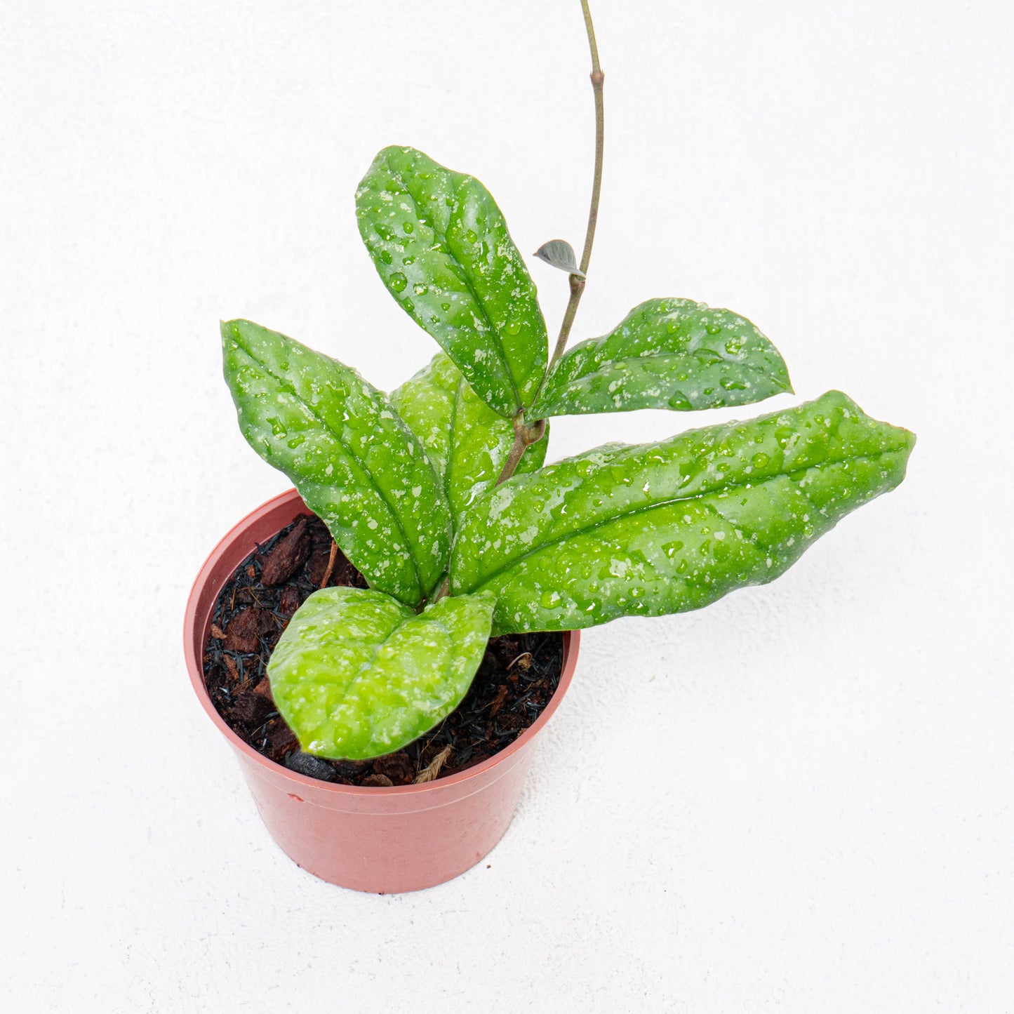 Hoya Forbesii Splash - Indonesian Rare Plants