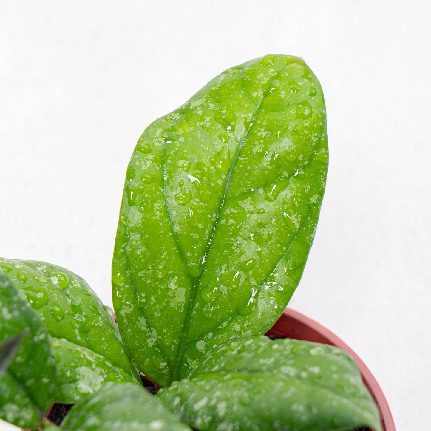 Hoya Forbesii Splash