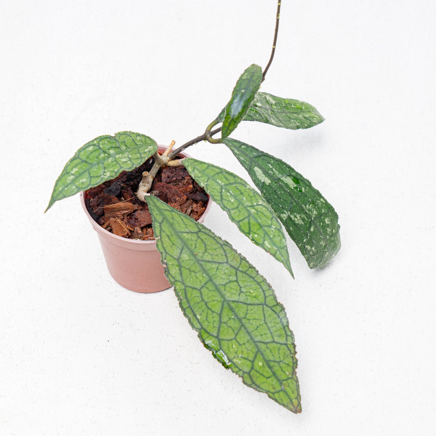 Hoya Clemensiorum Aceh - Indonesian Rare Plants