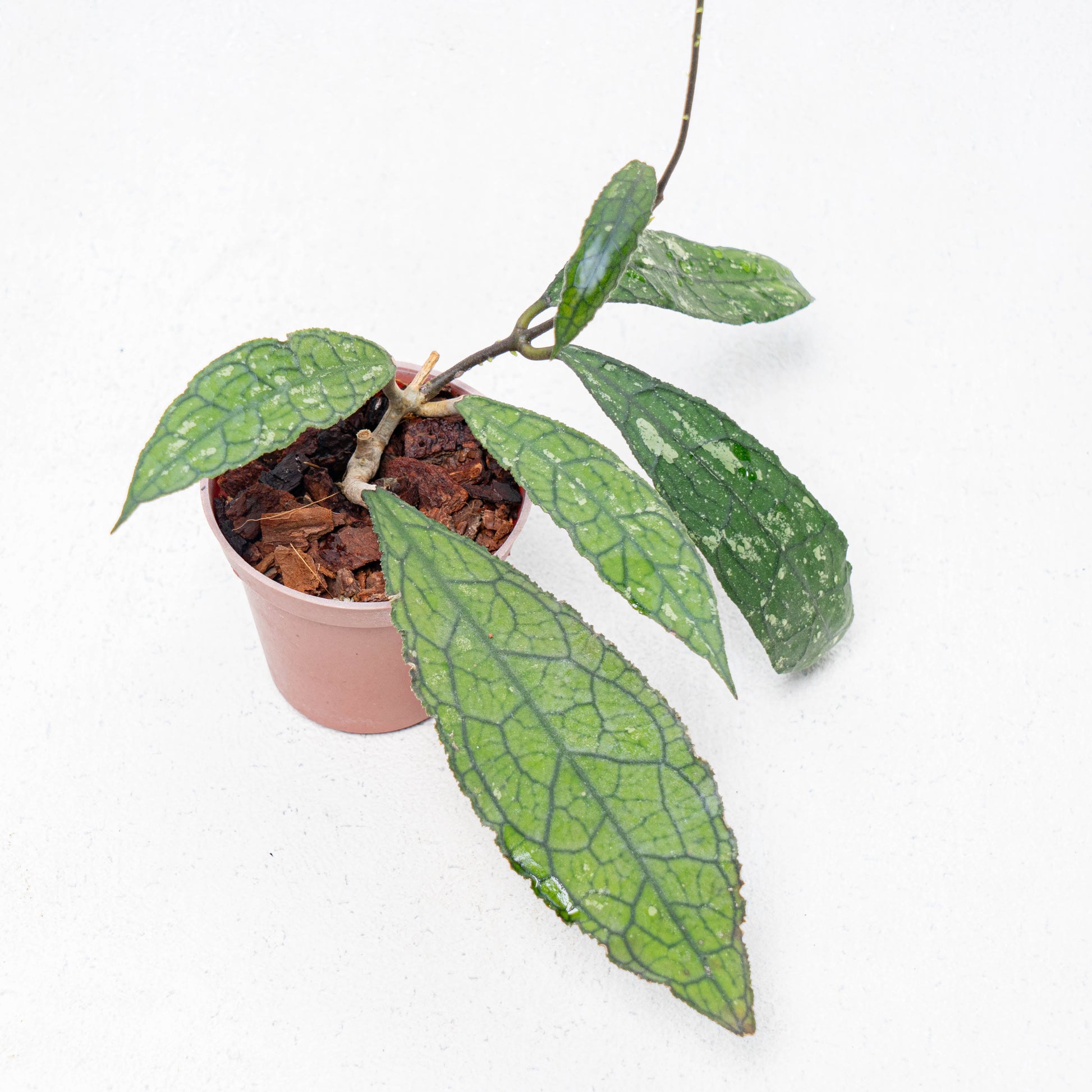 Hoya Clemensiorum Aceh - Indonesian Rare Plants