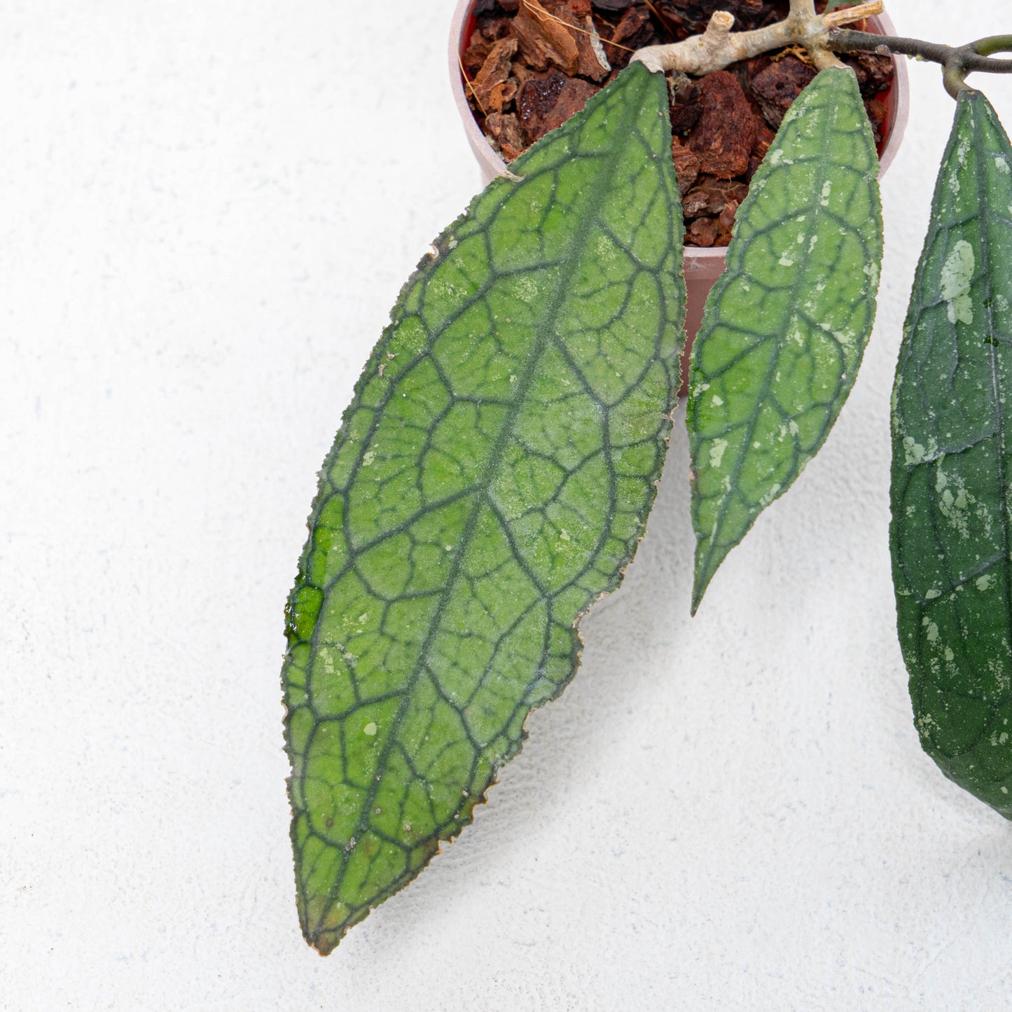 Hoya Clemensiorum Aceh
