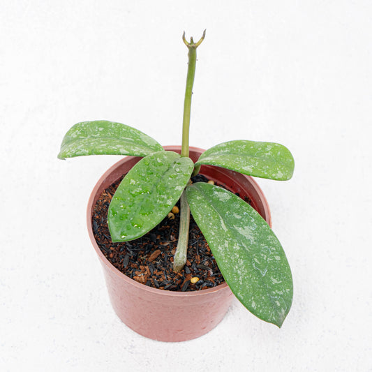 Hoya Diversifolia Splash - Indonesian Rare Plants