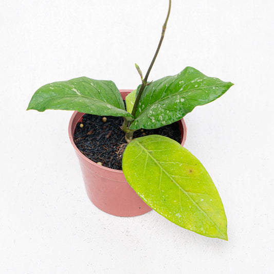 Hoya SP Aceh Gayo Rare Pattern - Indonesian Rare Plants