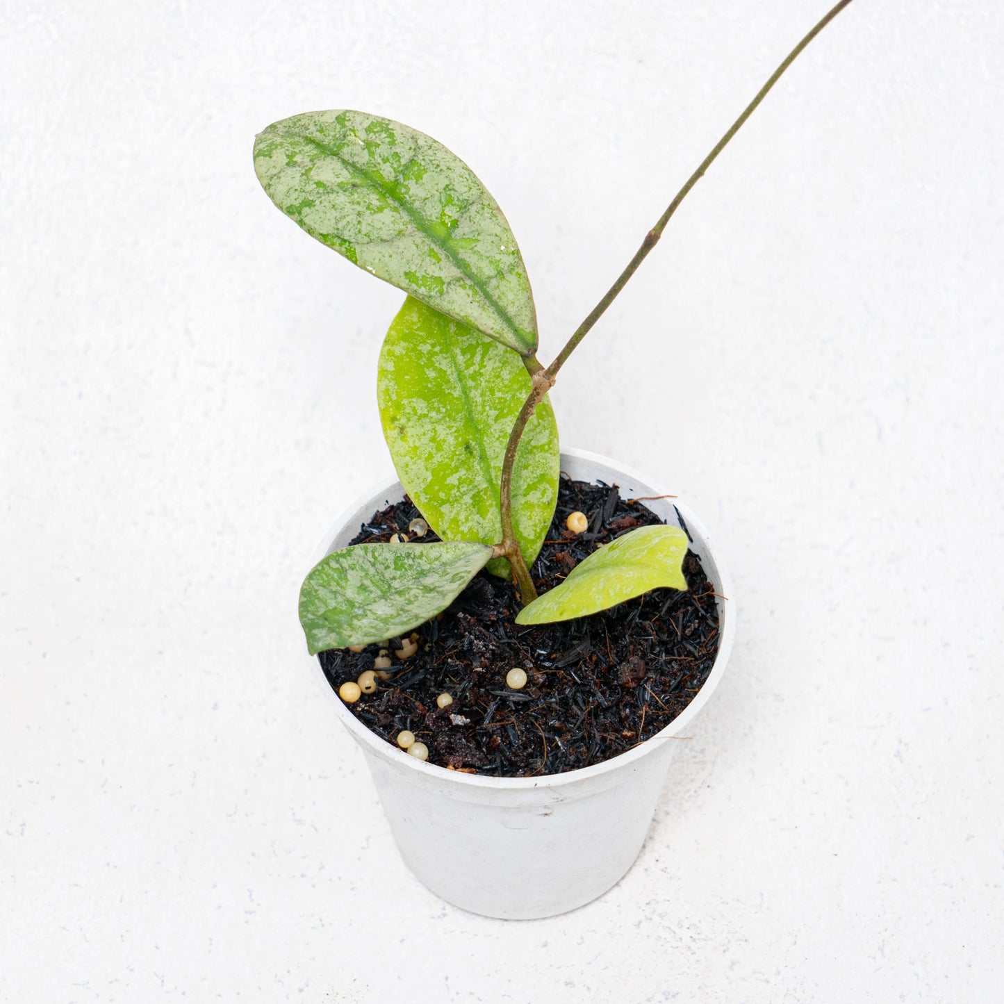 Hoya SLM-04 Silver Borneo - Indonesian Rare Plants