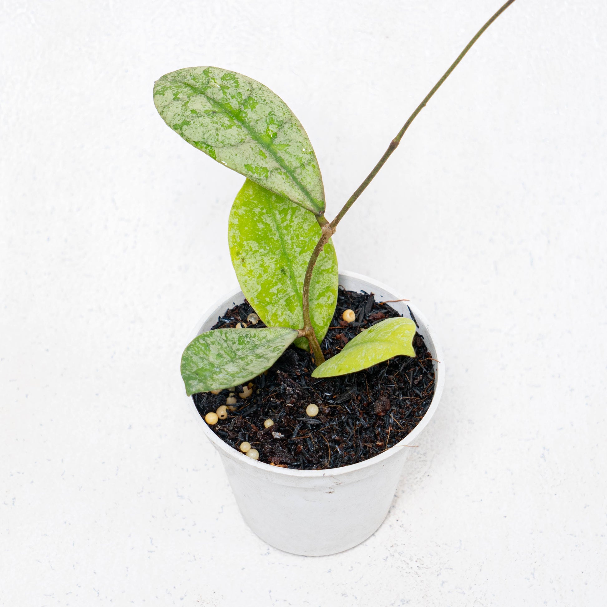Hoya SLM-04 Silver Borneo - Indonesian Rare Plants