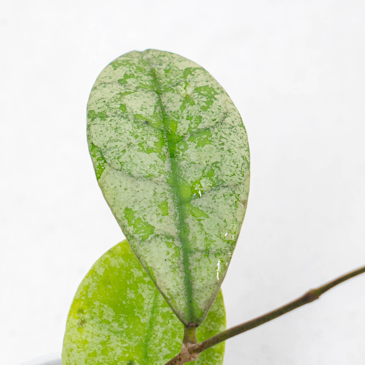 Hoya SLM-04 Silver Borneo