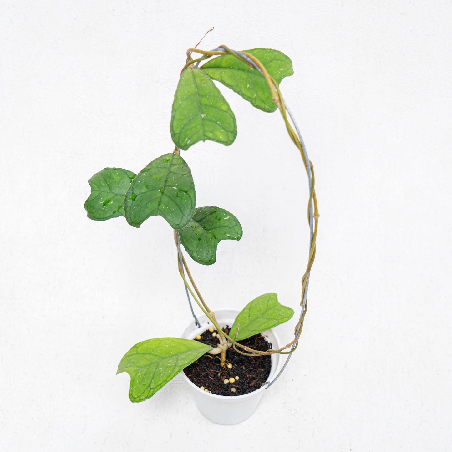 Hoya SP Aceh Aff Deykeae - Indonesian Rare Plants