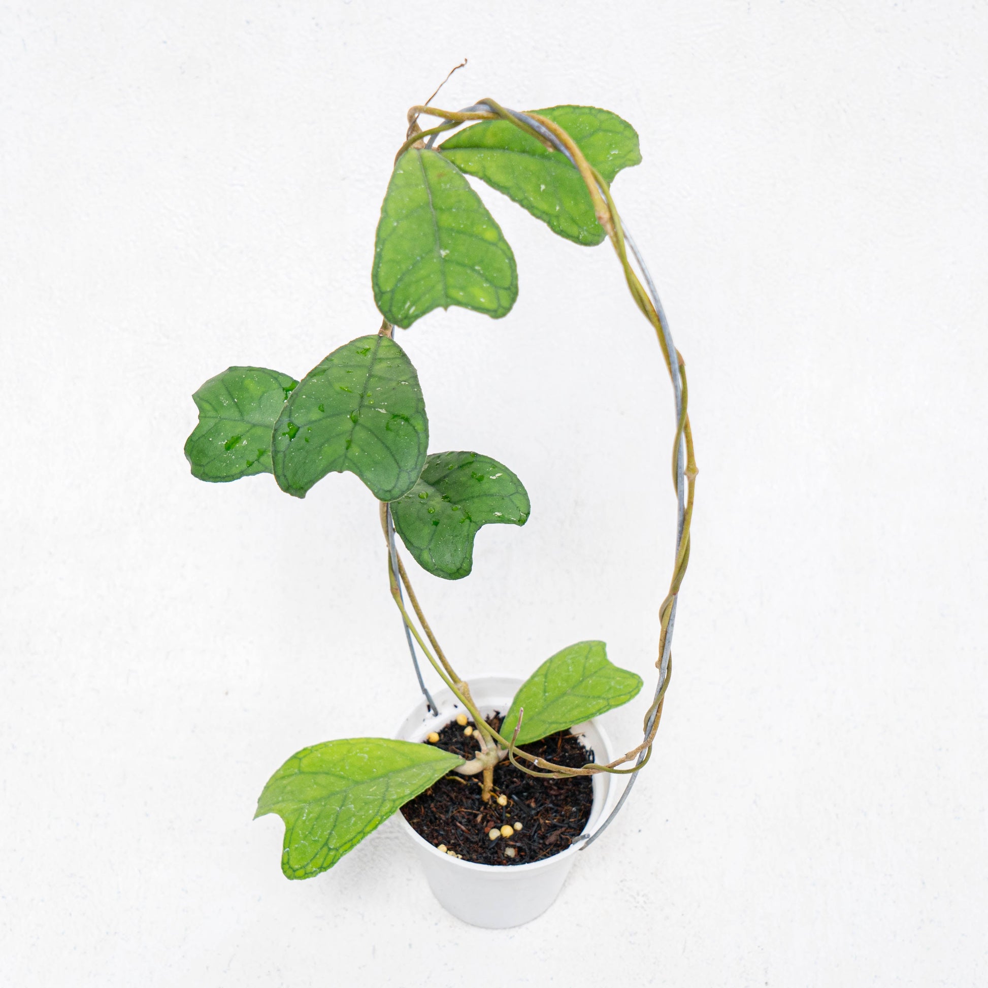 Hoya SP Aceh Aff Deykeae - Indonesian Rare Plants