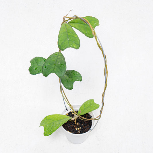 Hoya SP Aceh Aff Deykeae - Indonesian Rare Plants