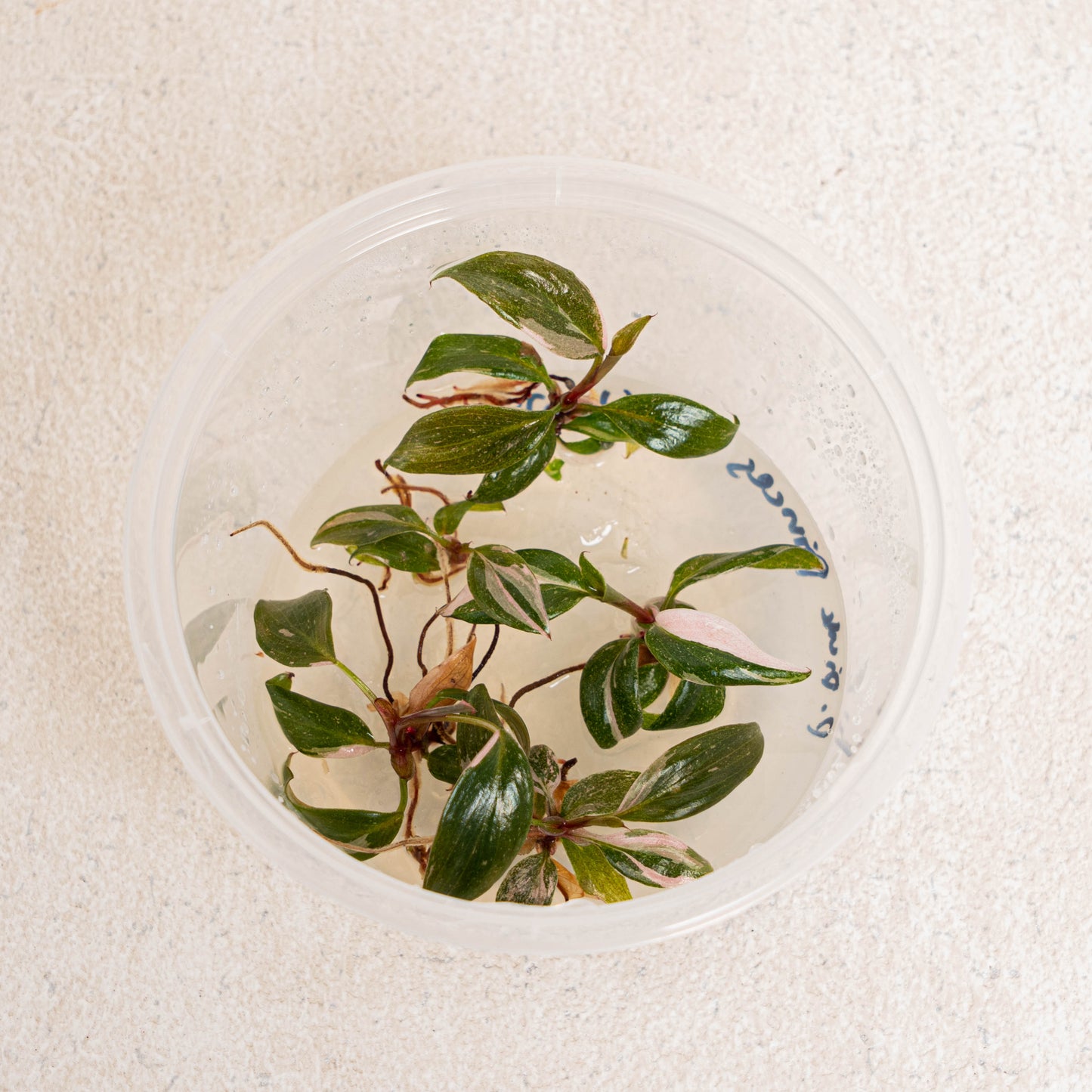 Tissue Culture - Philodendron Pink Princess