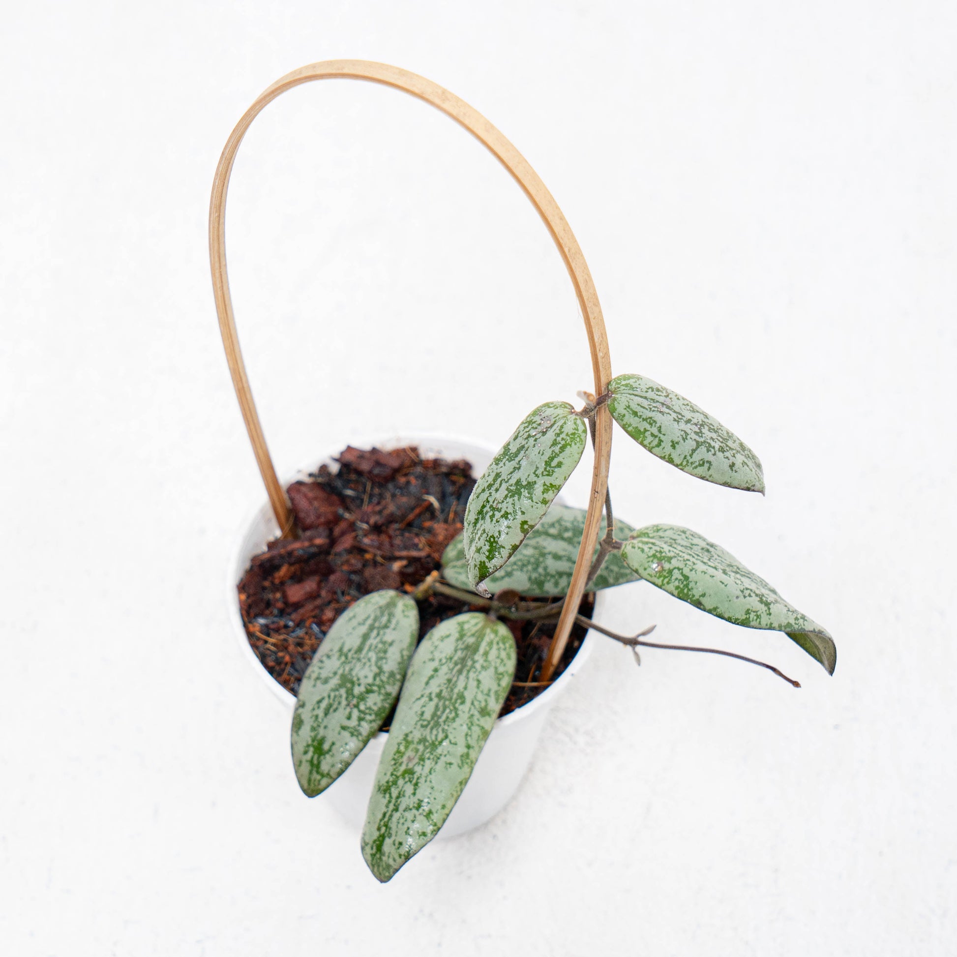 Hoya Sigillatis Silver Borneo - Indonesian Rare Plants