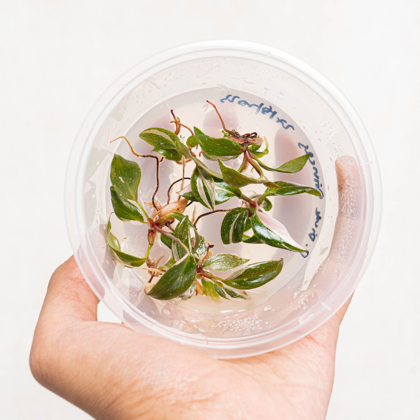 Tissue Culture - Philodendron Pink Princess - Indonesian Rare Plants