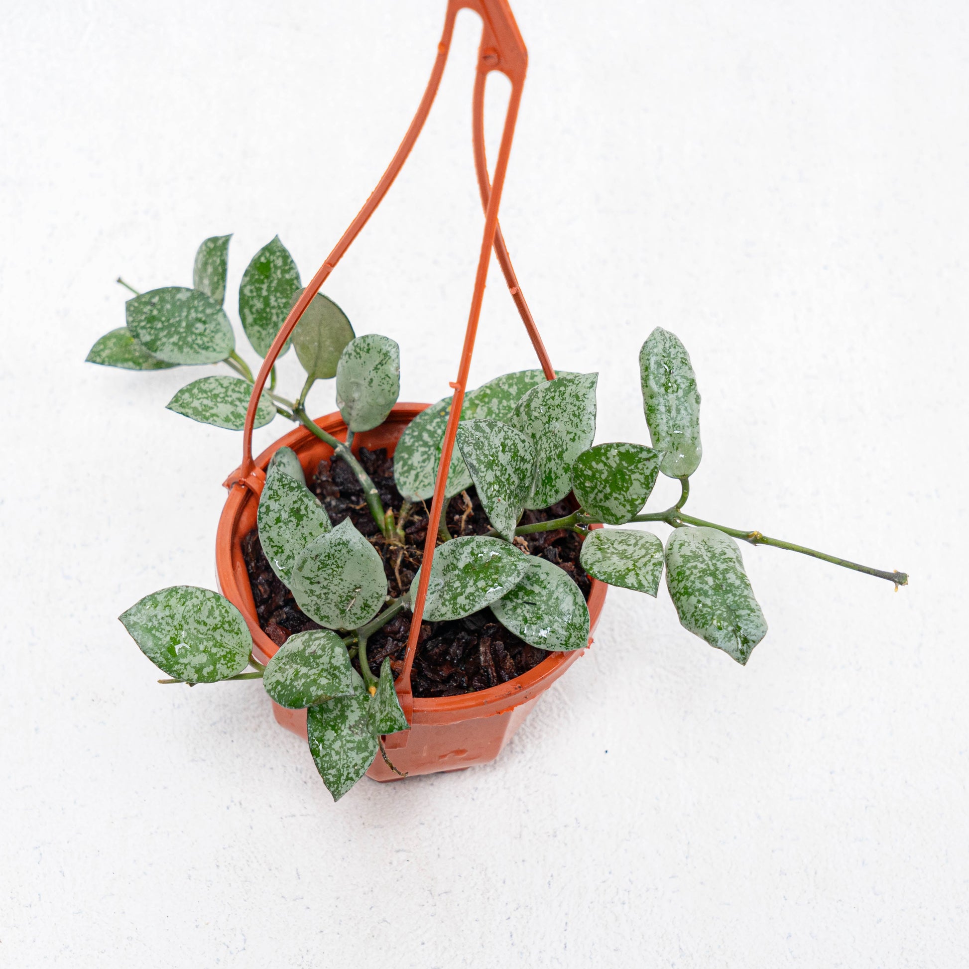 Hoya Lacunosa Grey Ash Splash - Indonesian Rare Plants