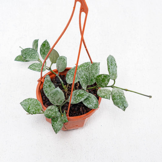 Hoya Lacunosa Grey Ash Splash - Indonesian Rare Plants