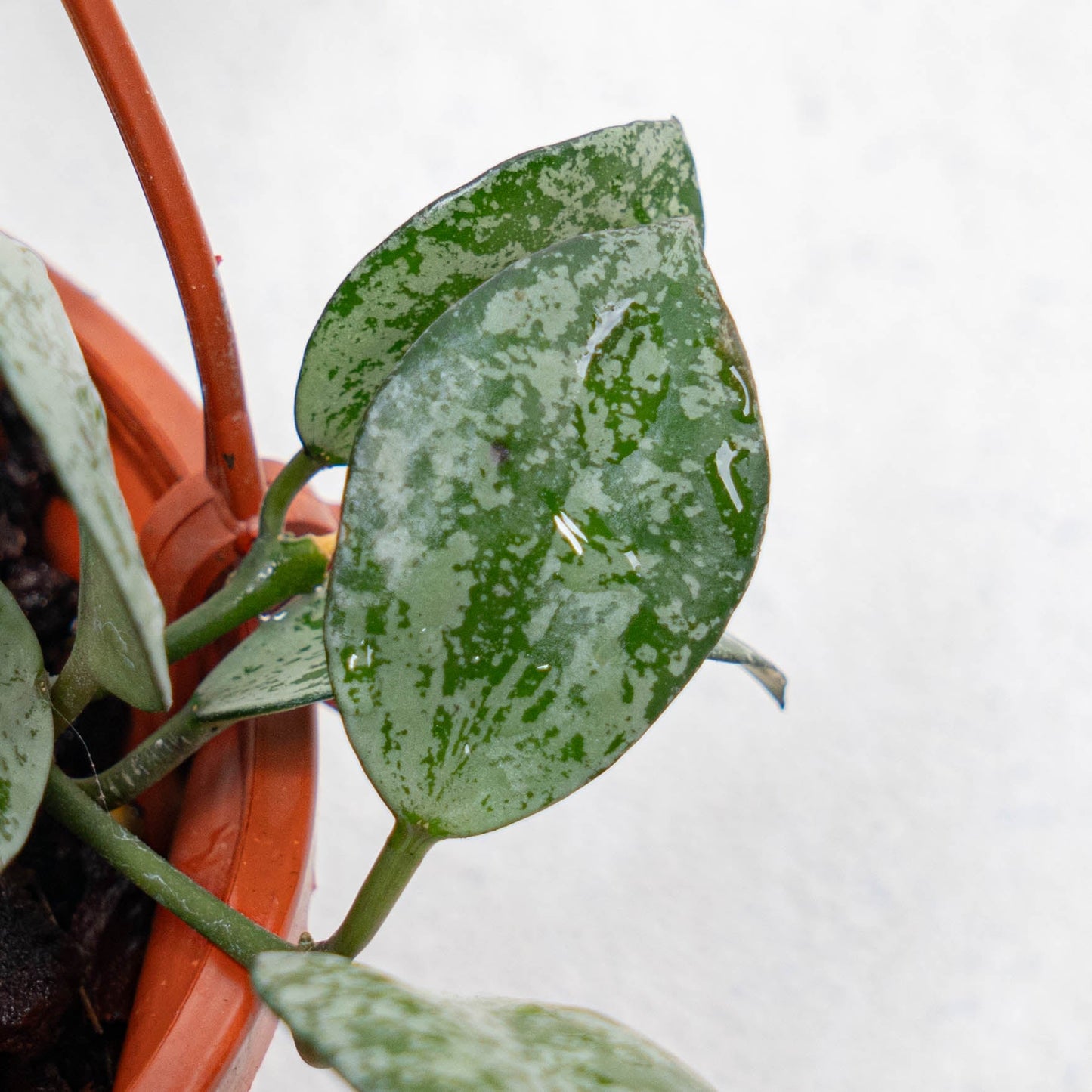 Hoya Lacunosa Grey Ash Splash