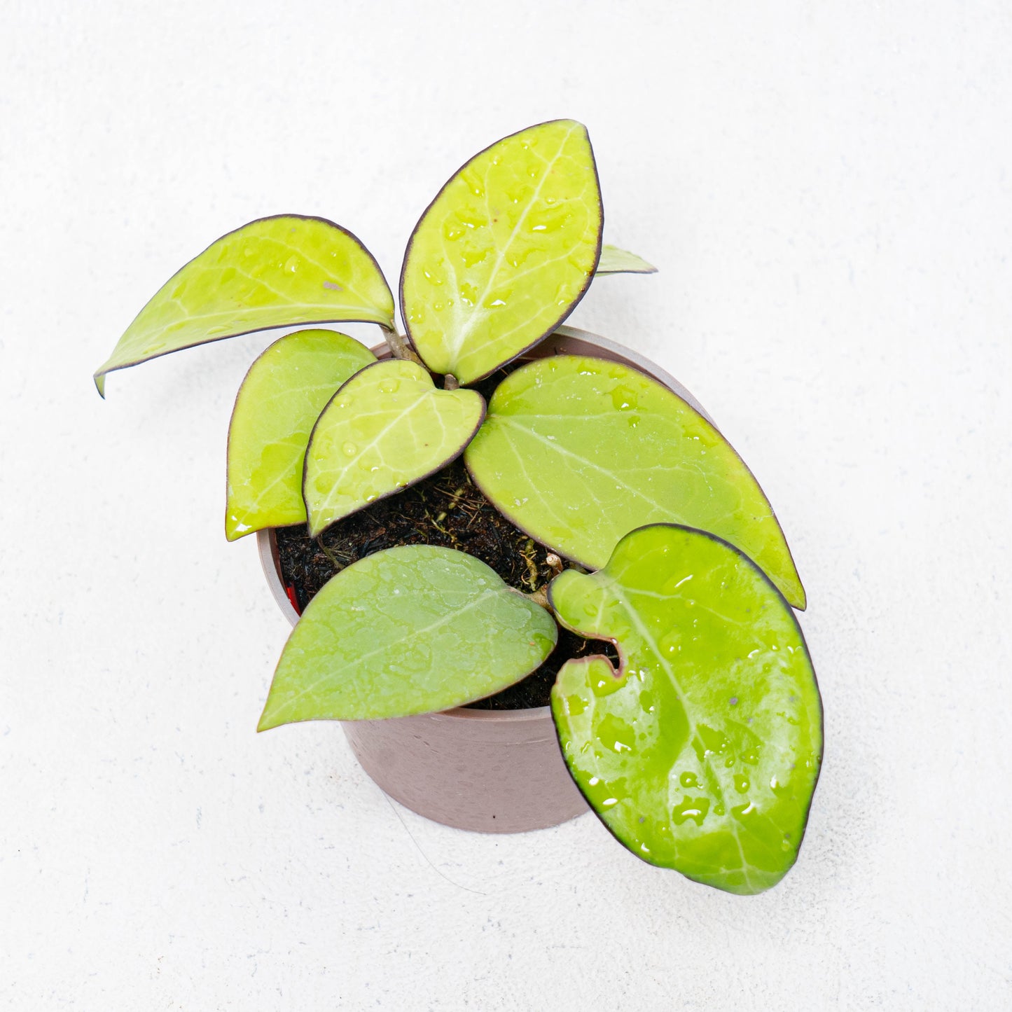 Hoya Vitellina HSL